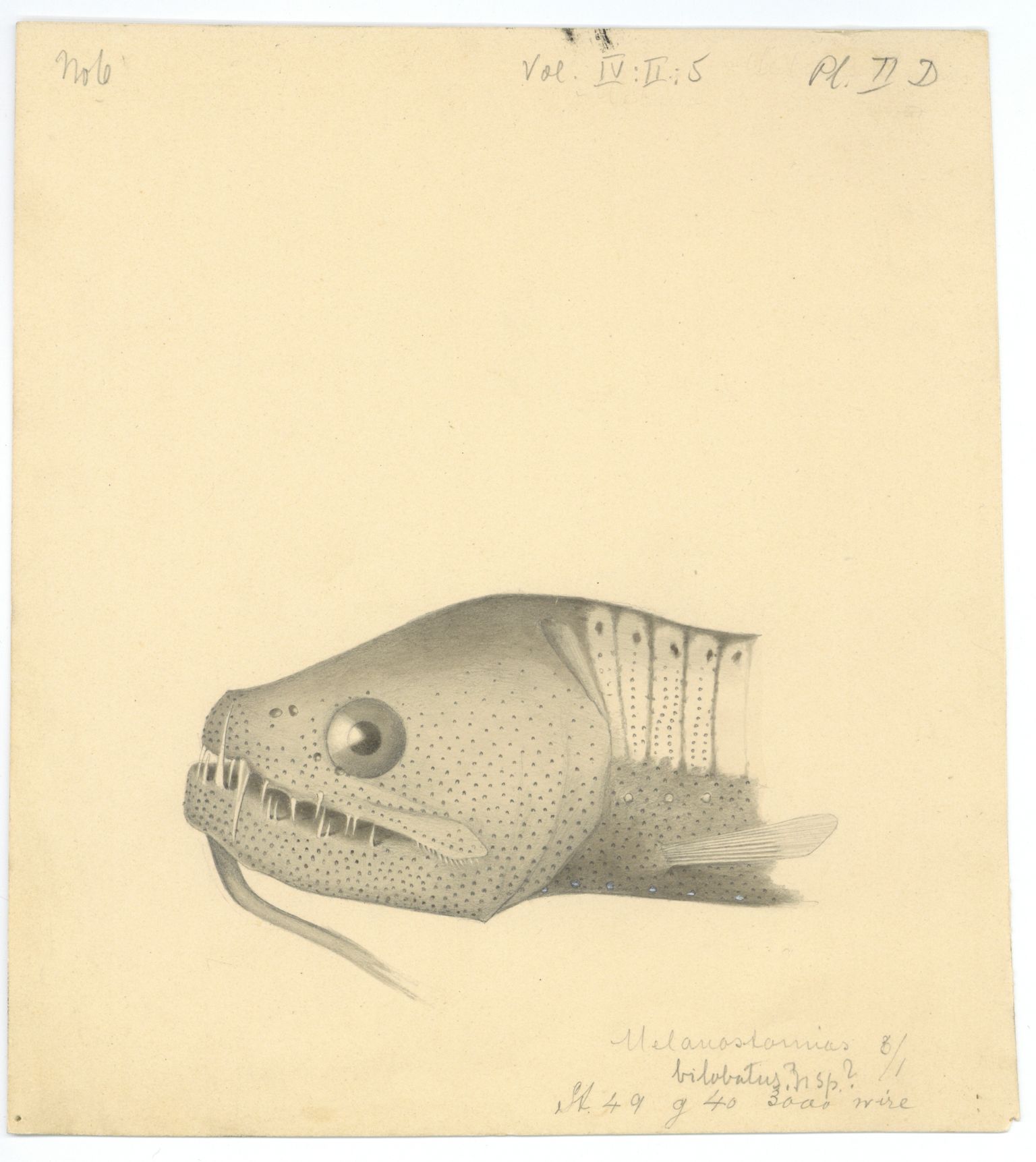 Avdeling for naturhistorie, UMB/A006/T/Ta/L0003: Tegninger, 1910