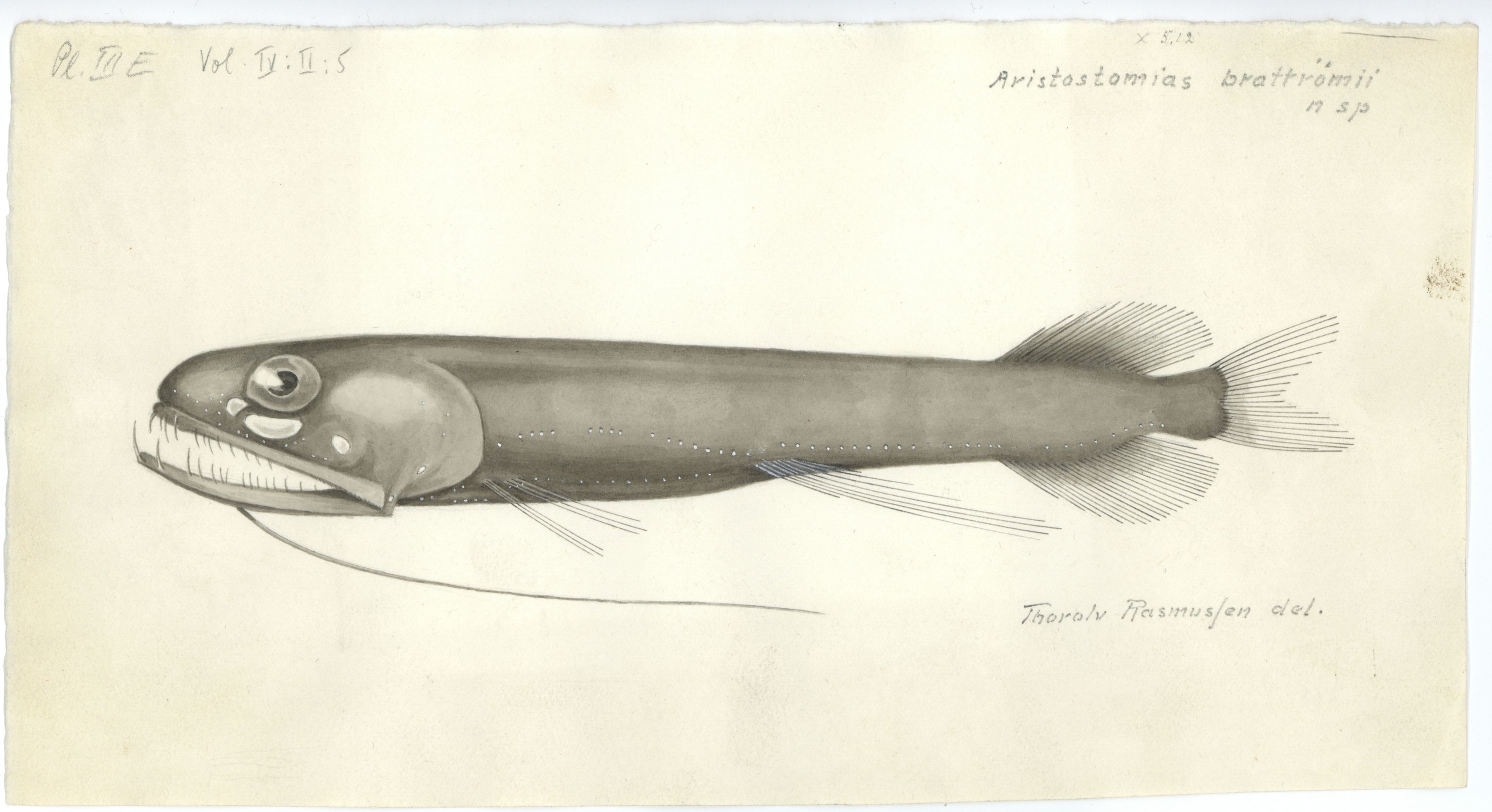 Avdeling for naturhistorie, UMB/A006/T/Ta/L0003: Tegninger, 1910