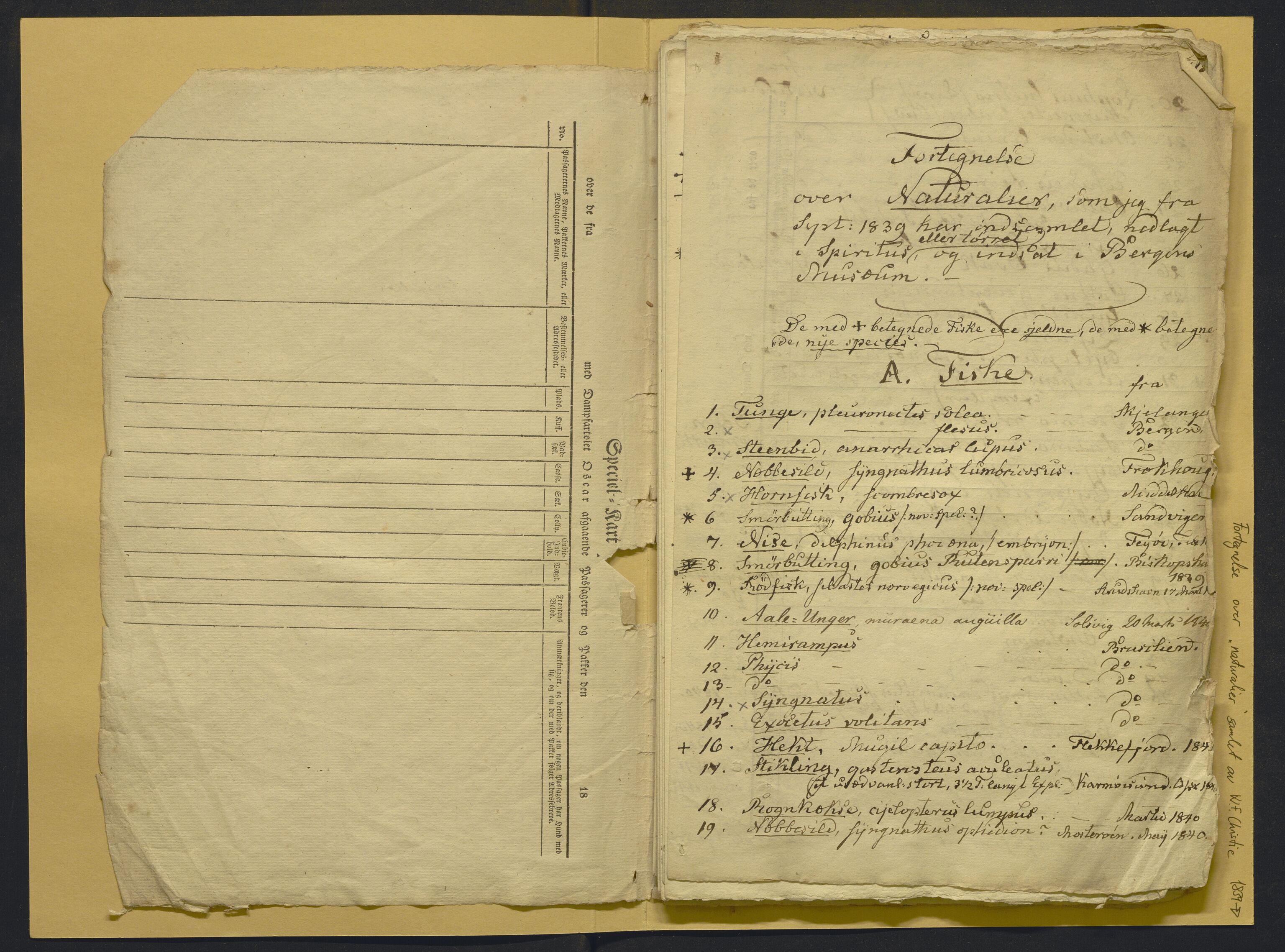 Bergens Museum, AV/SAB-A-17301/02/F/L0001: Kataloger over gjenstander og pergamentbrev , 1825-1880, p. 527
