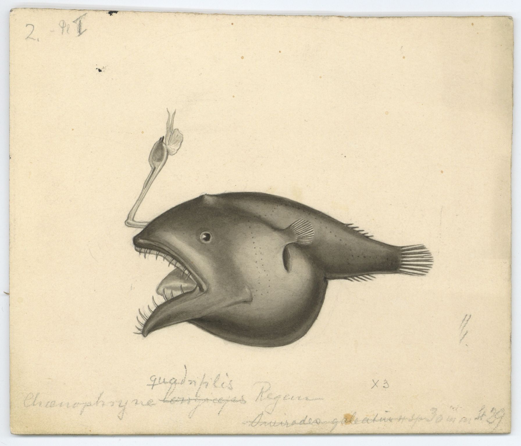 Avdeling for naturhistorie, UMB/A006/T/Ta/L0003: Tegninger, 1910