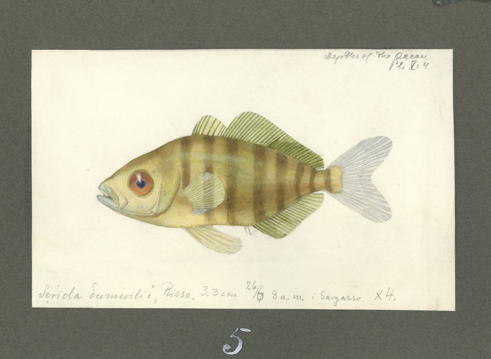 Avdeling for naturhistorie, UMB/A006/T/Ta/L0003: Tegninger, 1910