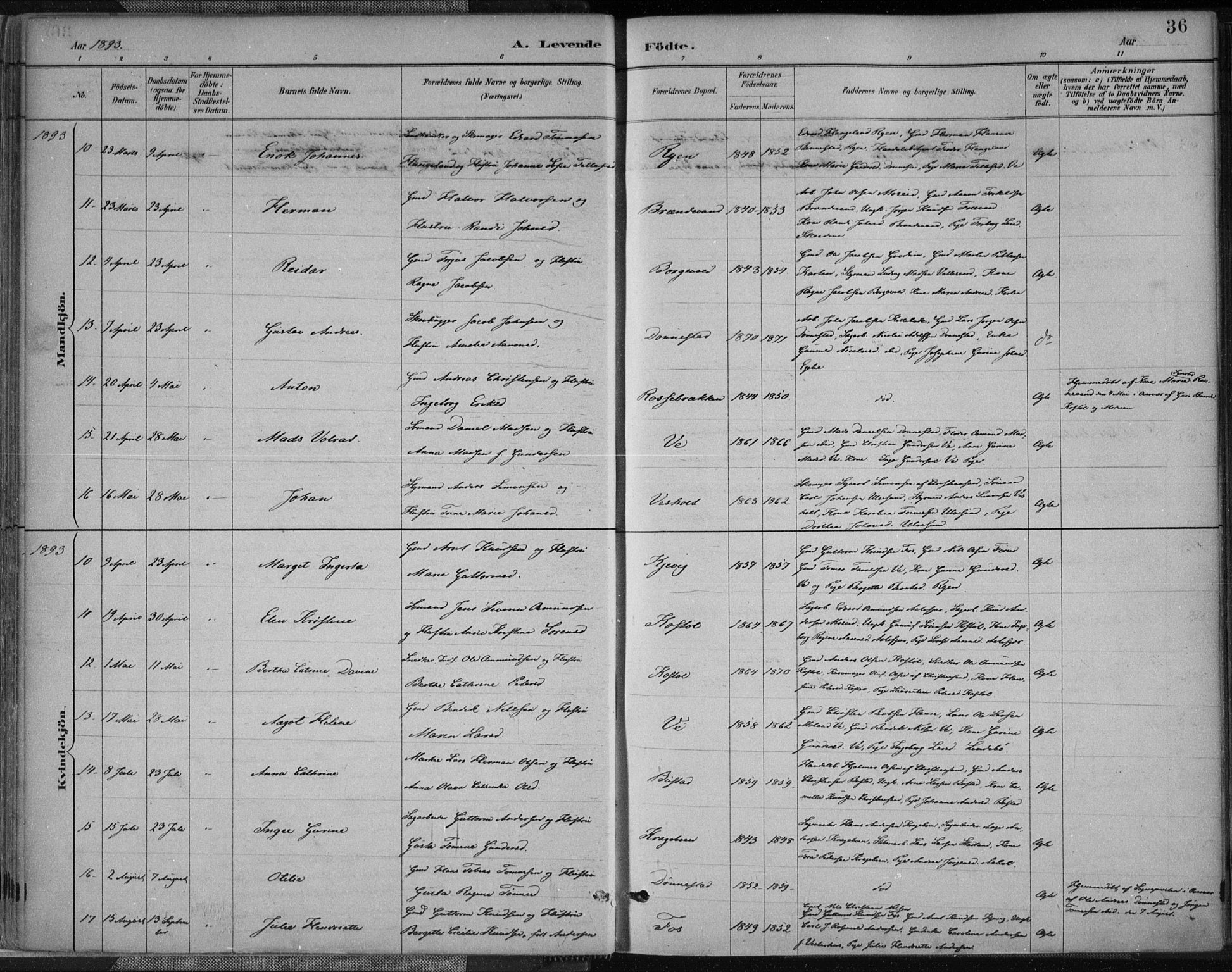 Tveit sokneprestkontor, SAK/1111-0043/F/Fa/L0007: Parish register (official) no. A 7, 1887-1908, p. 36