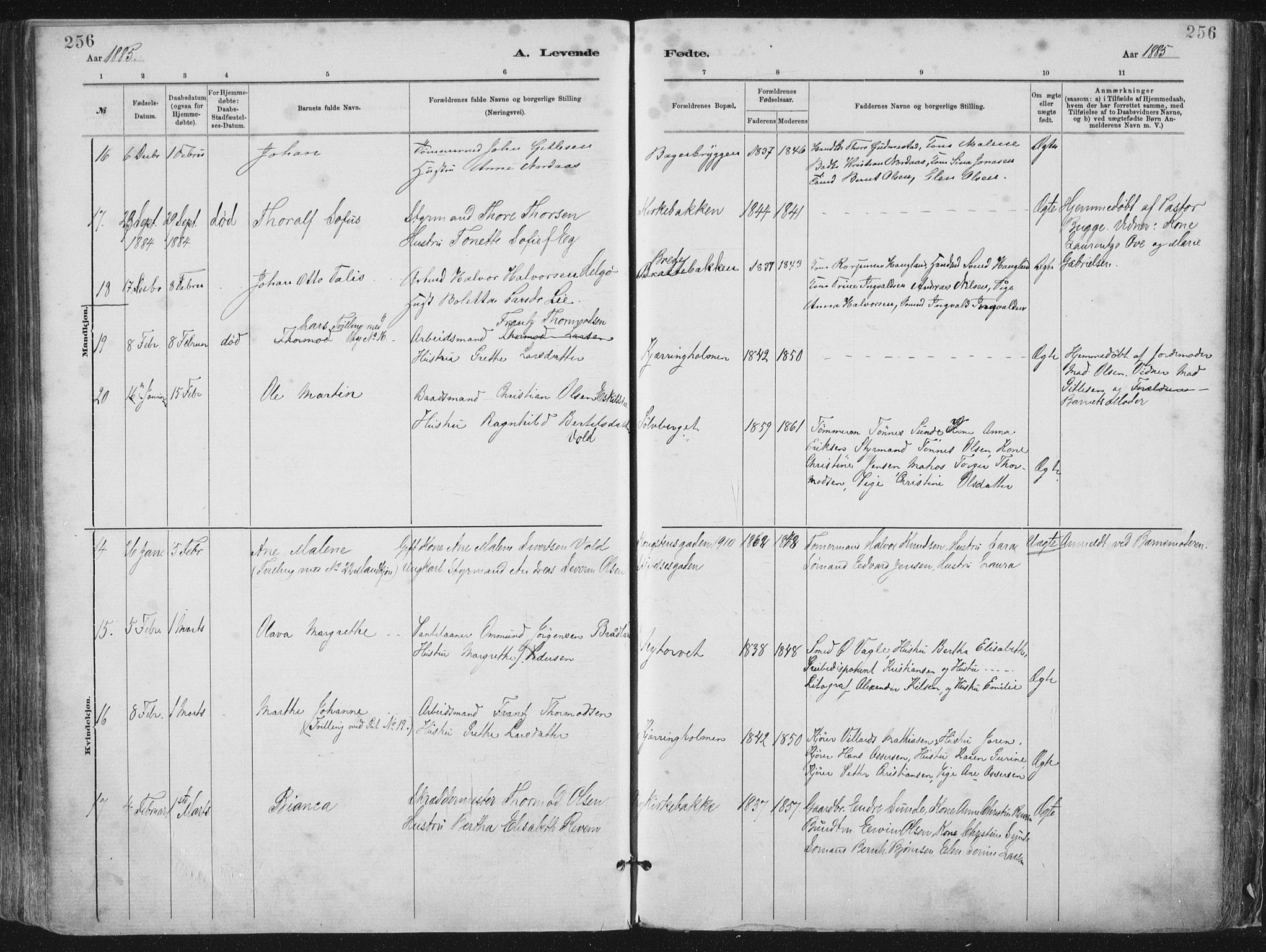 St. Petri sokneprestkontor, AV/SAST-A-101813/001/30/30BA/L0015: Parish register (official) no. A 15, 1879-1888, p. 256