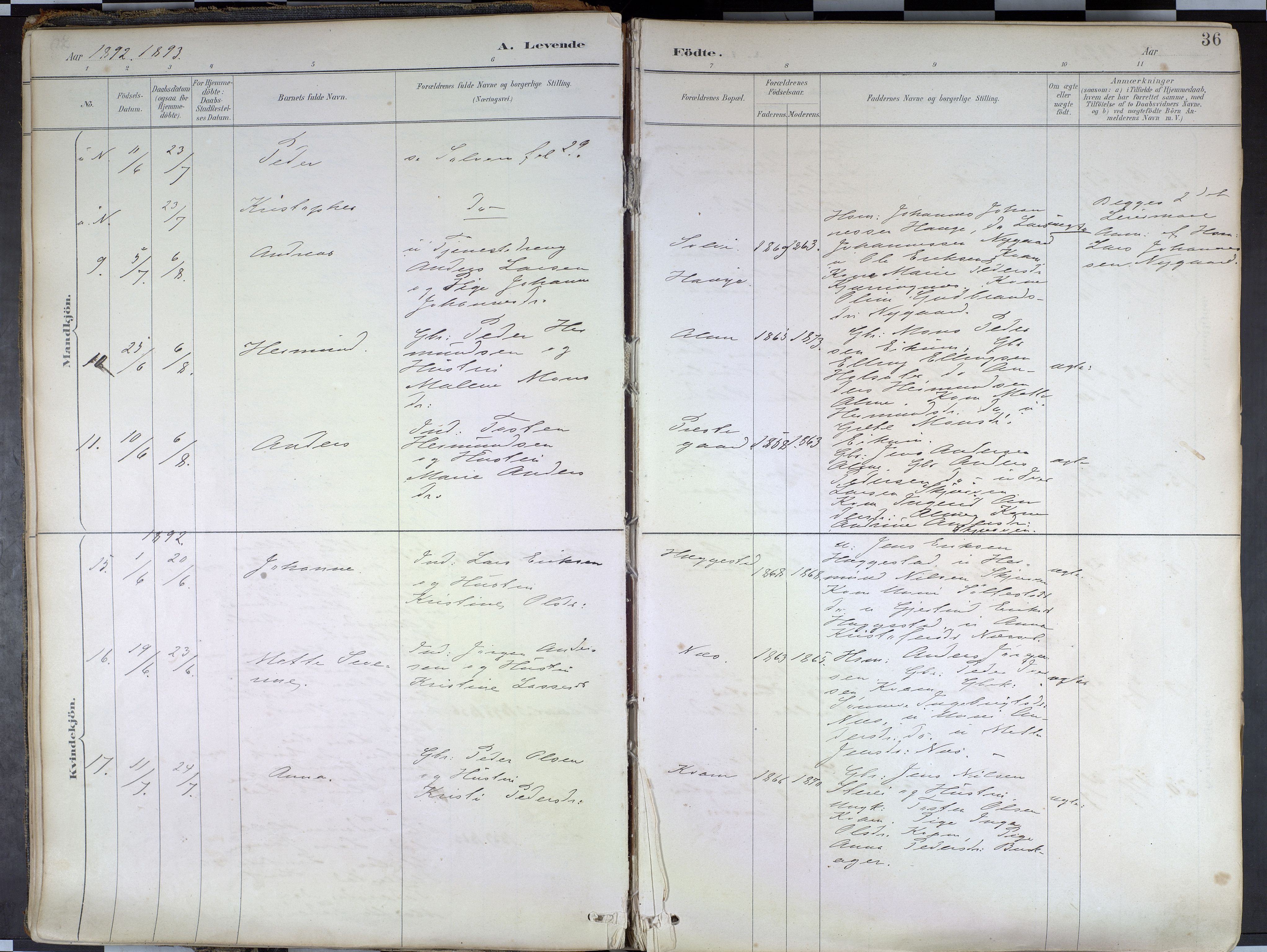 Hafslo sokneprestembete, AV/SAB-A-80301/H/Haa/Haab/L0001: Parish register (official) no. B 1, 1886-1945, p. 36