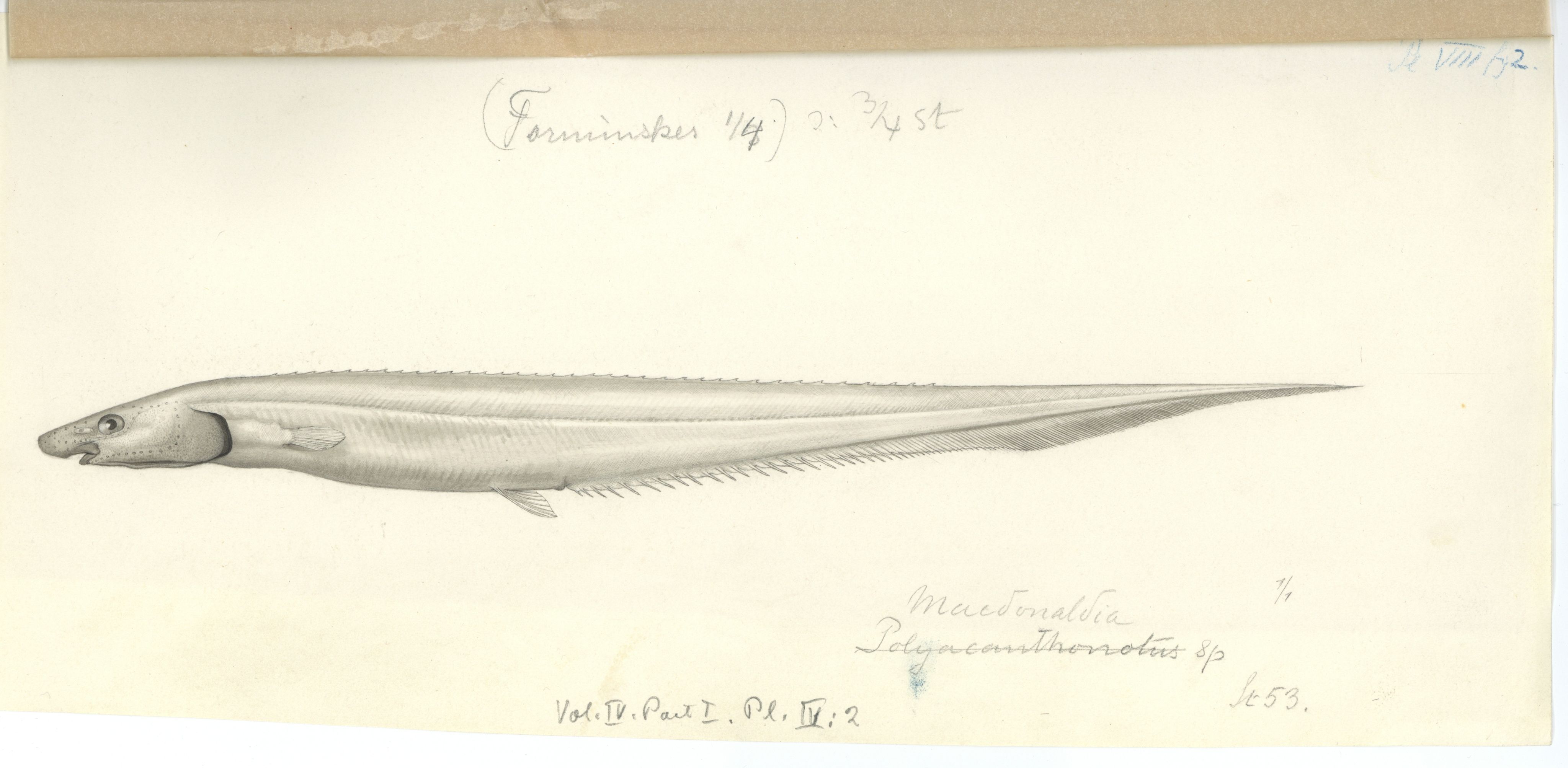 Avdeling for naturhistorie, UMB/A006/T/Ta/L0003: Tegninger, 1910