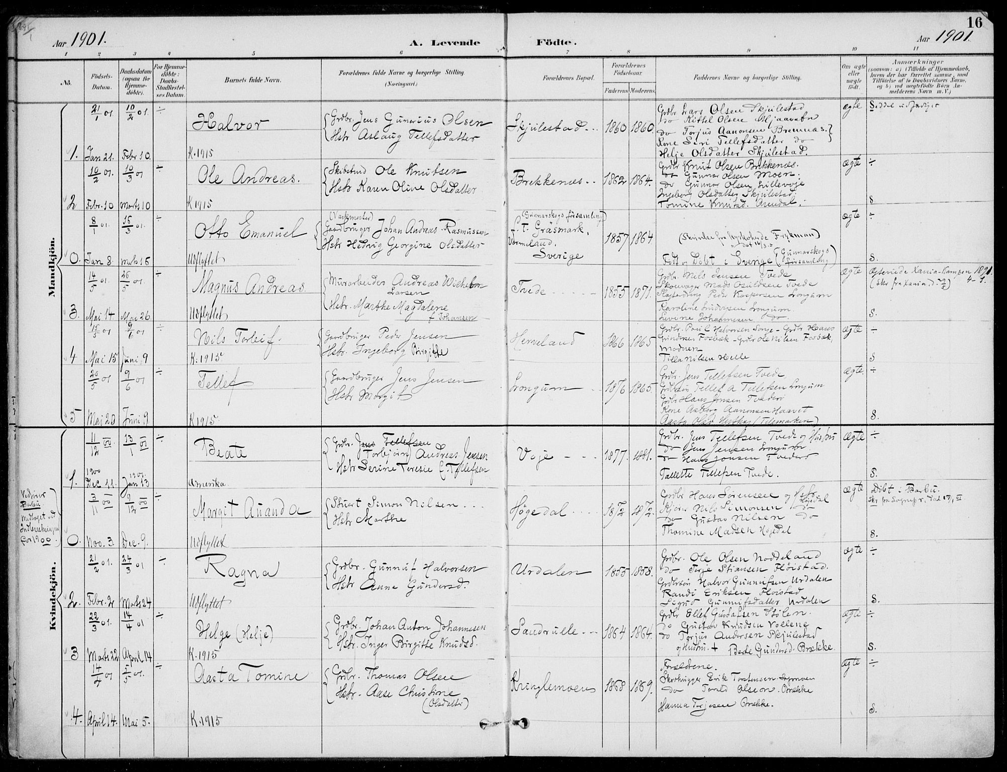 Austre Moland sokneprestkontor, SAK/1111-0001/F/Fa/Faa/L0011: Parish register (official) no. A 11, 1894-1915, p. 16