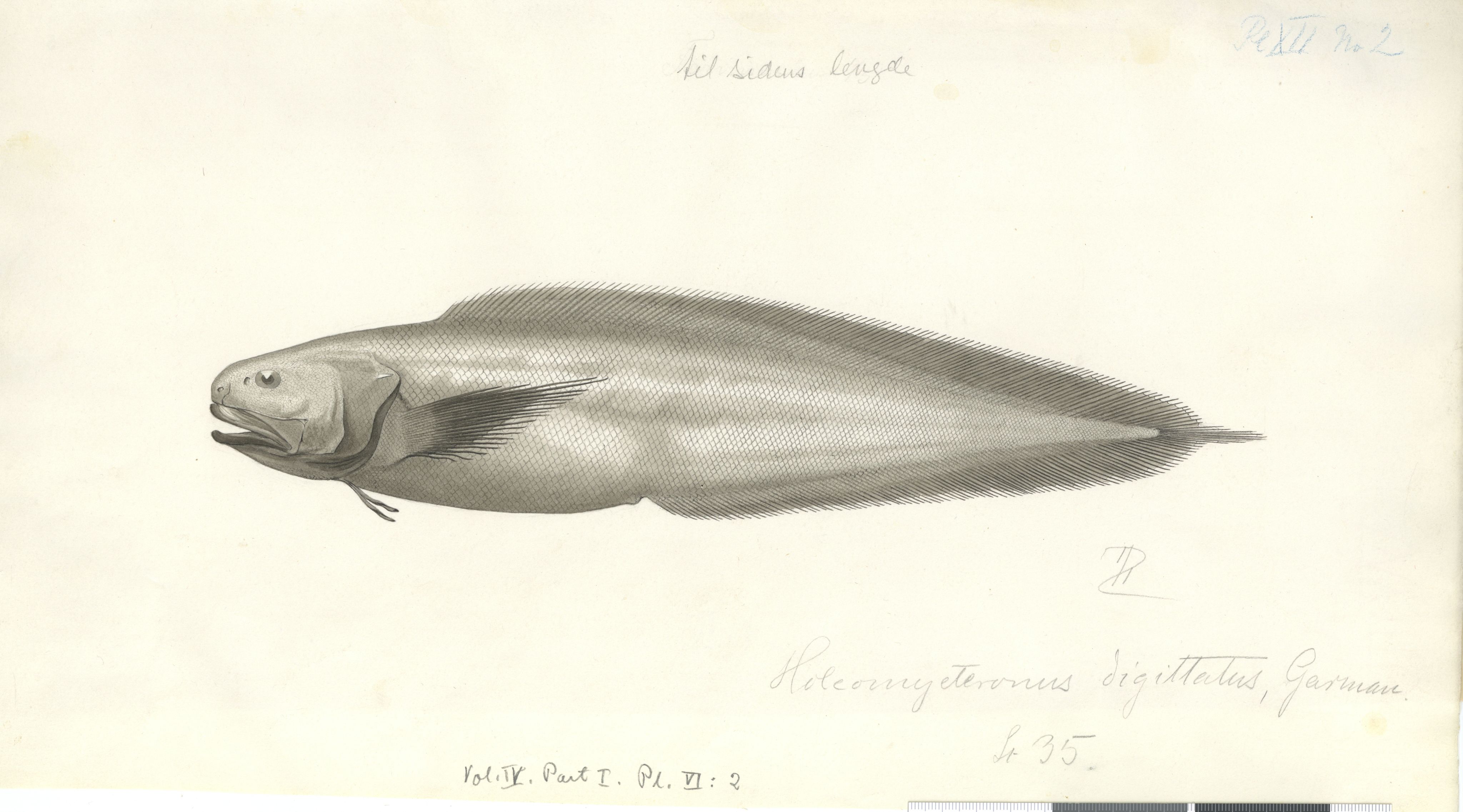 Avdeling for naturhistorie, UMB/A006/T/Ta/L0002: Tegninger, 1910