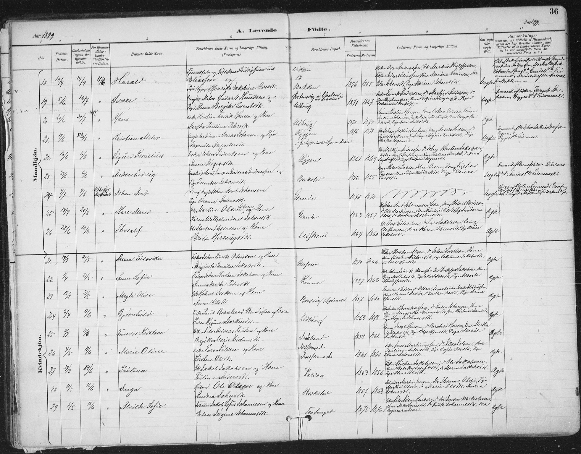 Ministerialprotokoller, klokkerbøker og fødselsregistre - Sør-Trøndelag, AV/SAT-A-1456/659/L0743: Parish register (official) no. 659A13, 1893-1910, p. 36