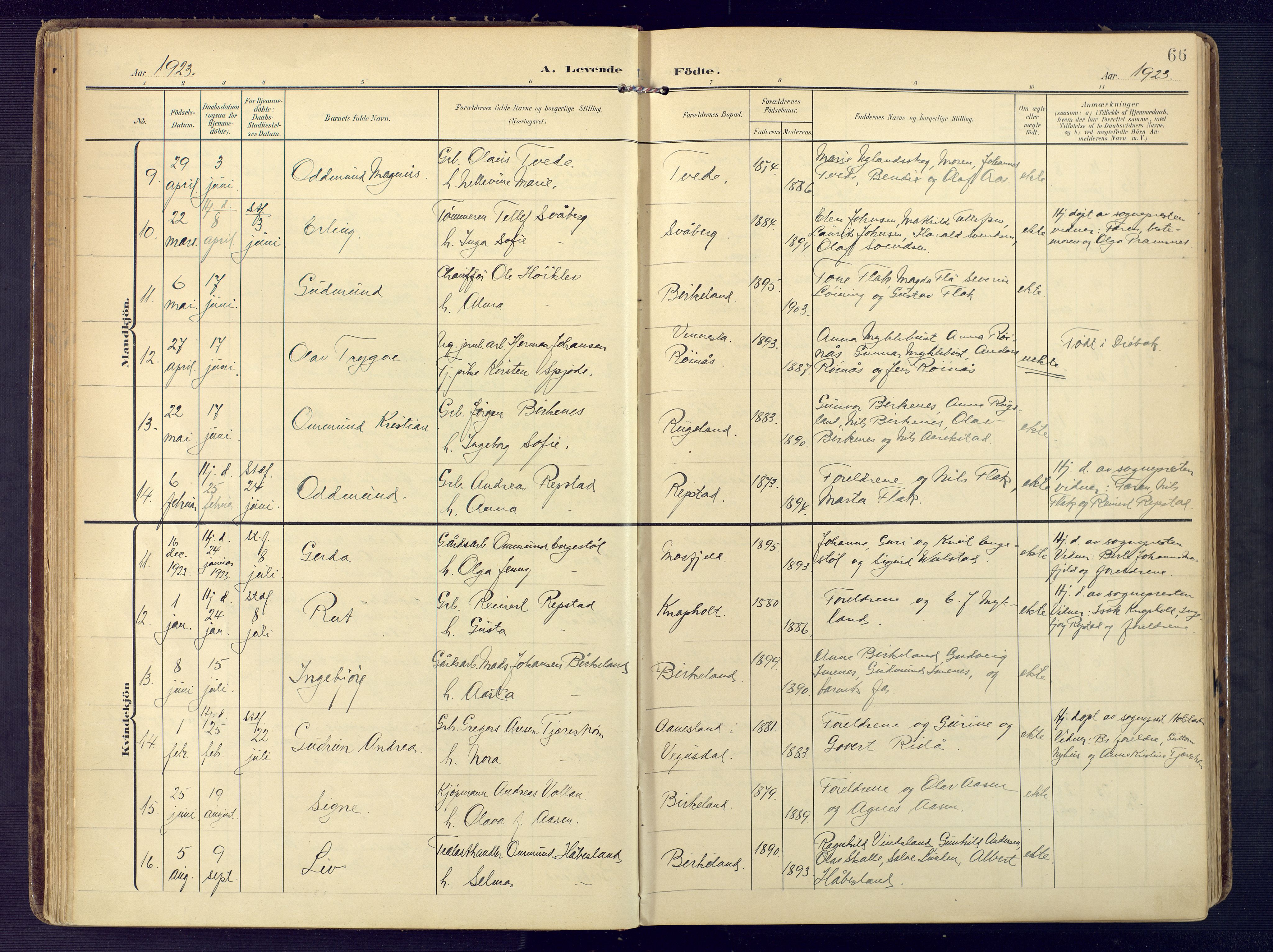 Birkenes sokneprestkontor, AV/SAK-1111-0004/F/Fa/L0006: Parish register (official) no. A 6, 1908-1932, p. 66