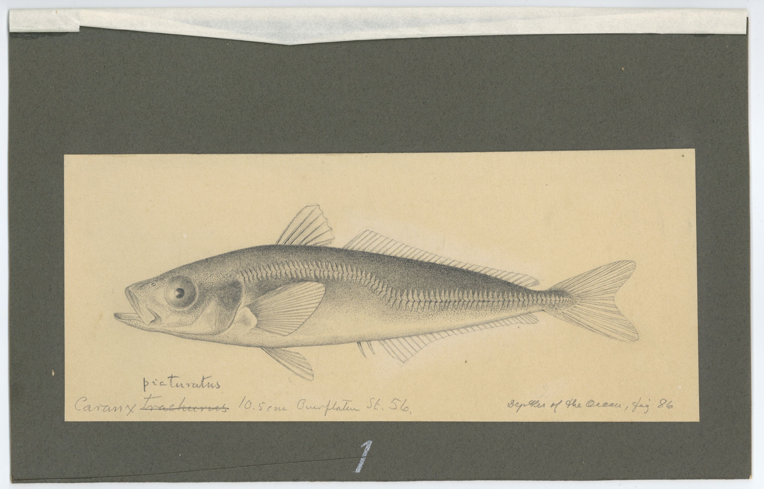 Avdeling for naturhistorie, UMB/A006/T/Ta/L0003: Tegninger, 1910