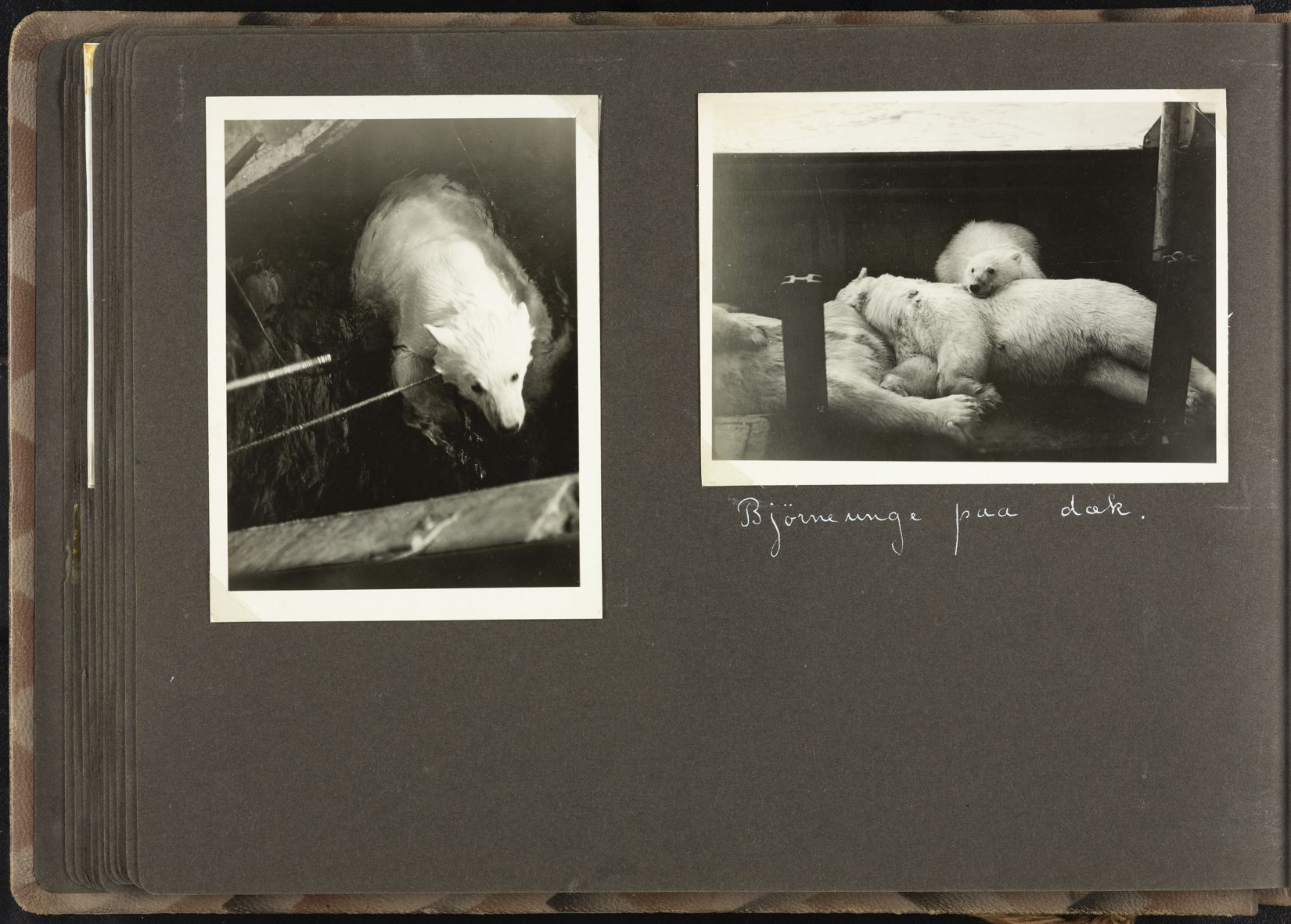 Sørensen, Adolf, AAKS/PA-2238/U/L0002: Fotoalbum fra Bratvaag-ekspedisjonen, 1930, p. 21