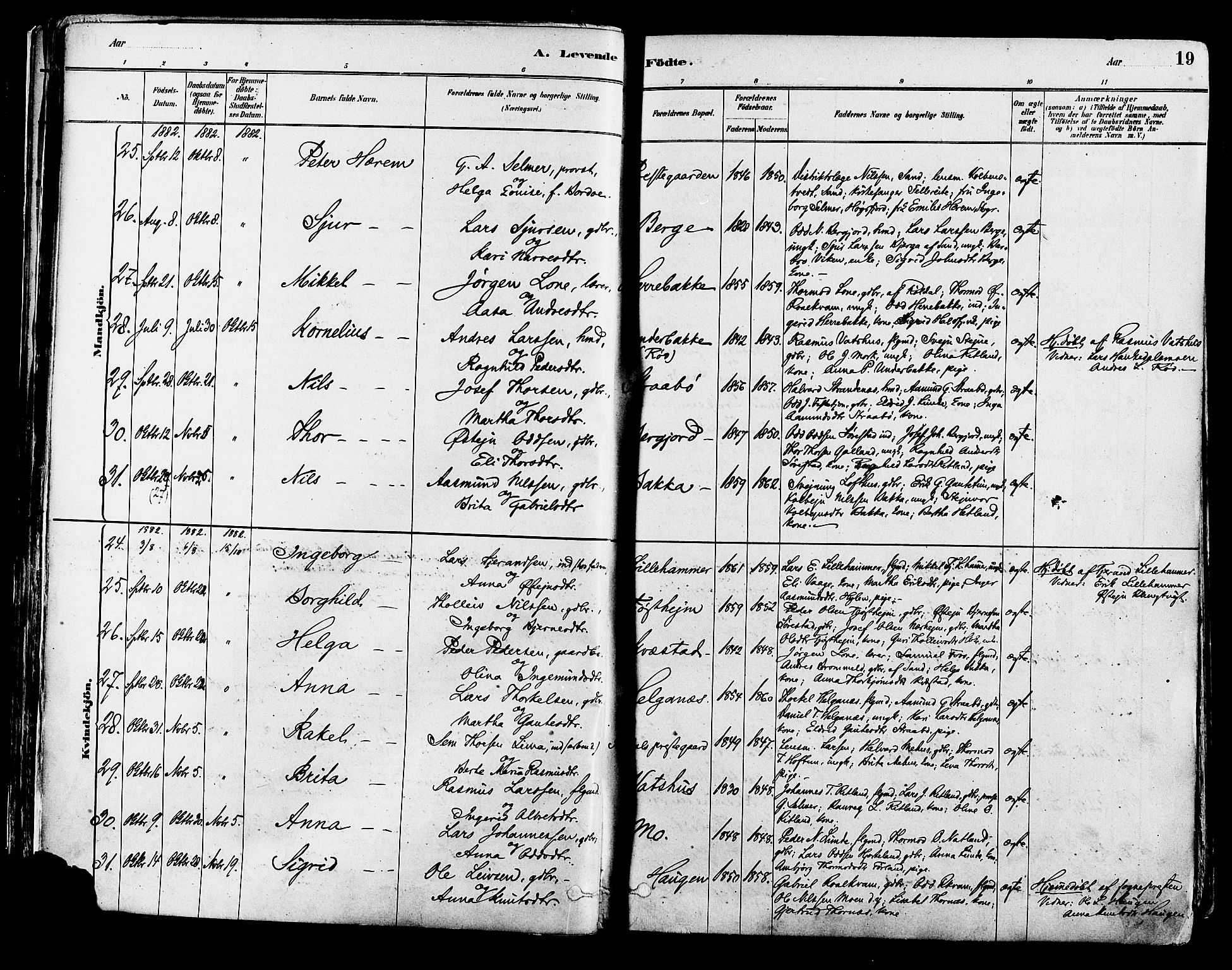 Suldal sokneprestkontor, AV/SAST-A-101845/01/IV/L0011: Parish register (official) no. A 11, 1878-1900, p. 19