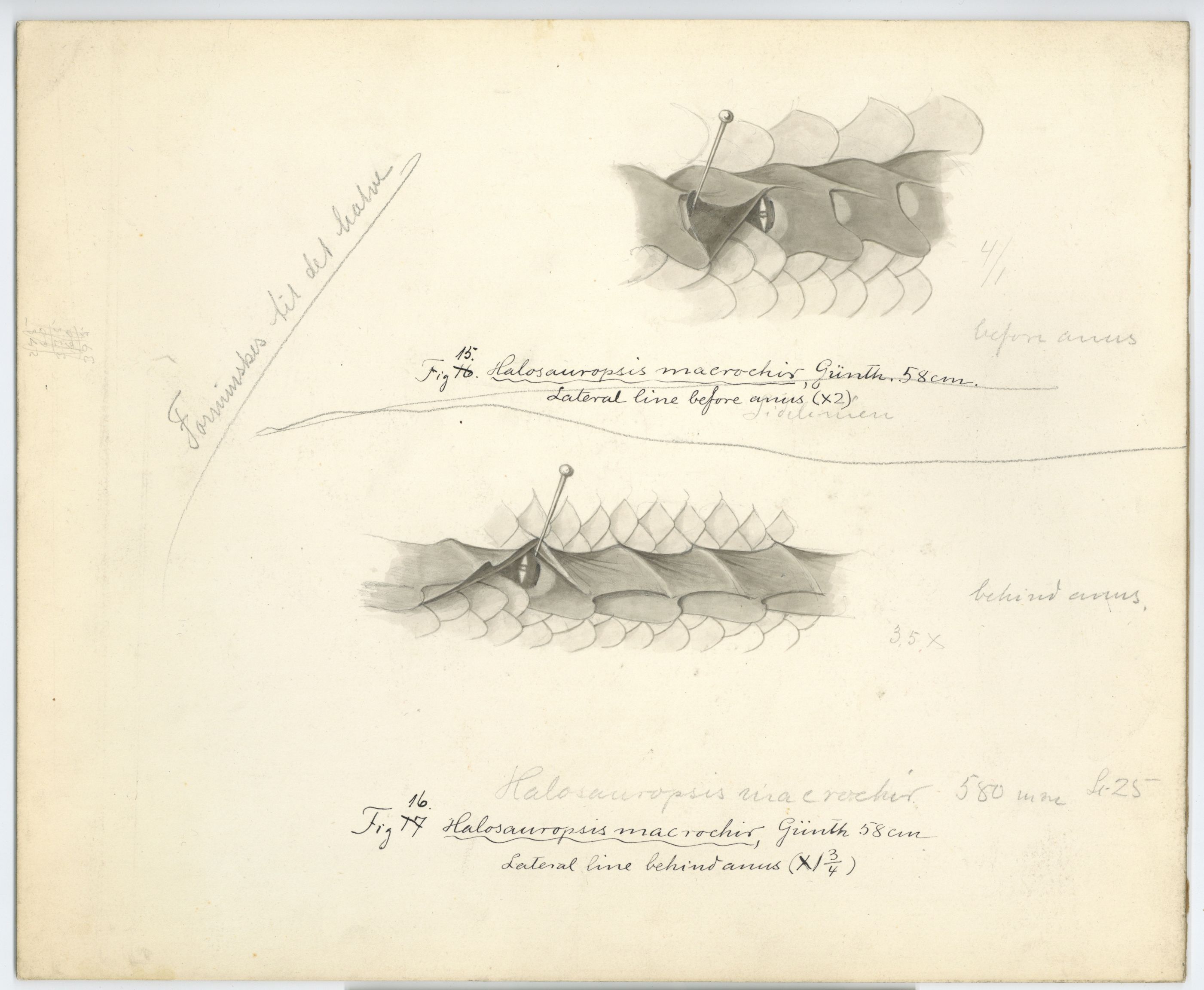 Avdeling for naturhistorie, UMB/A006/T/Ta/L0001: Tegninger, 1910