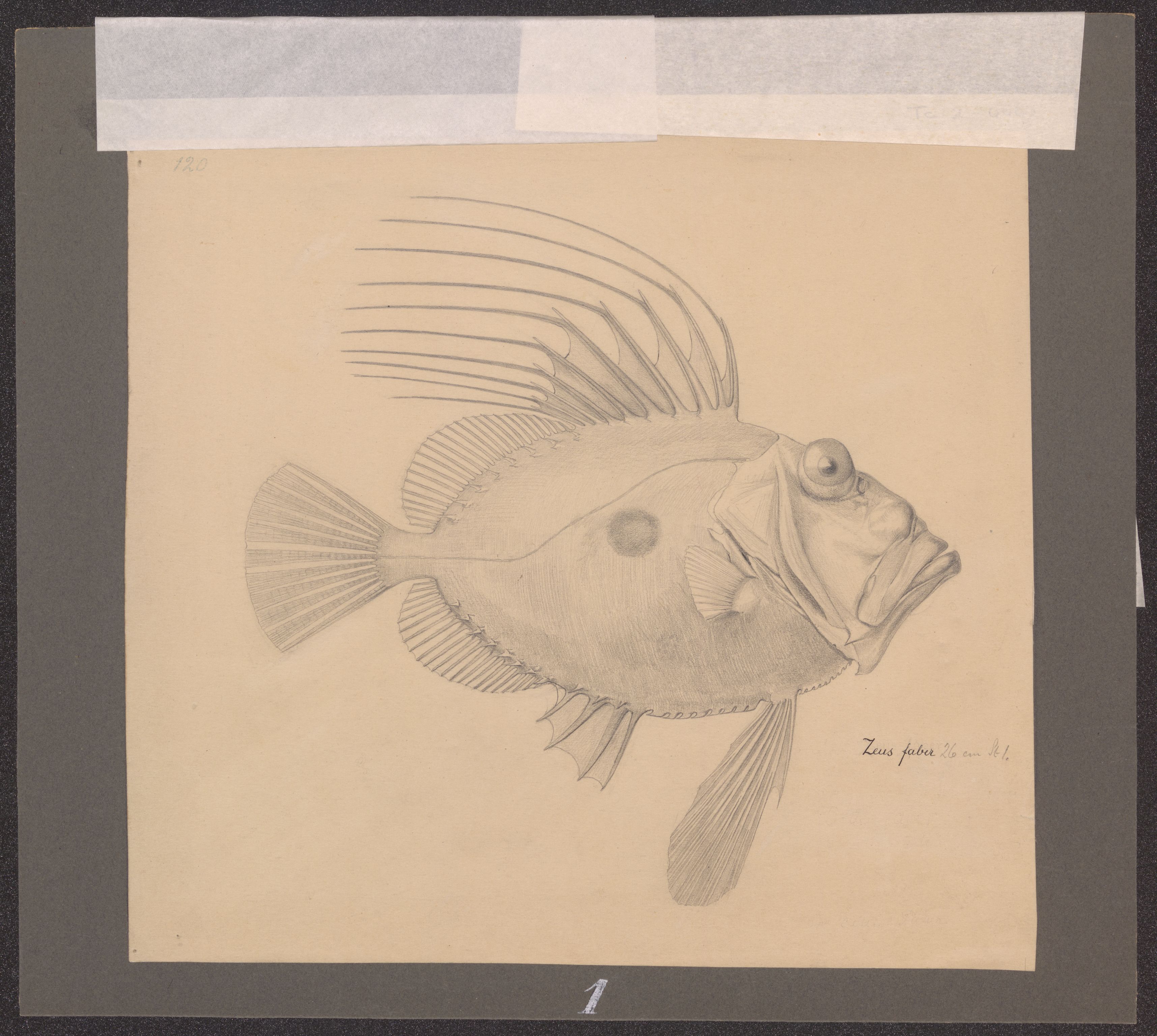 Avdeling for naturhistorie, UMB/A006/T/Ta/L0002: Tegninger, 1910