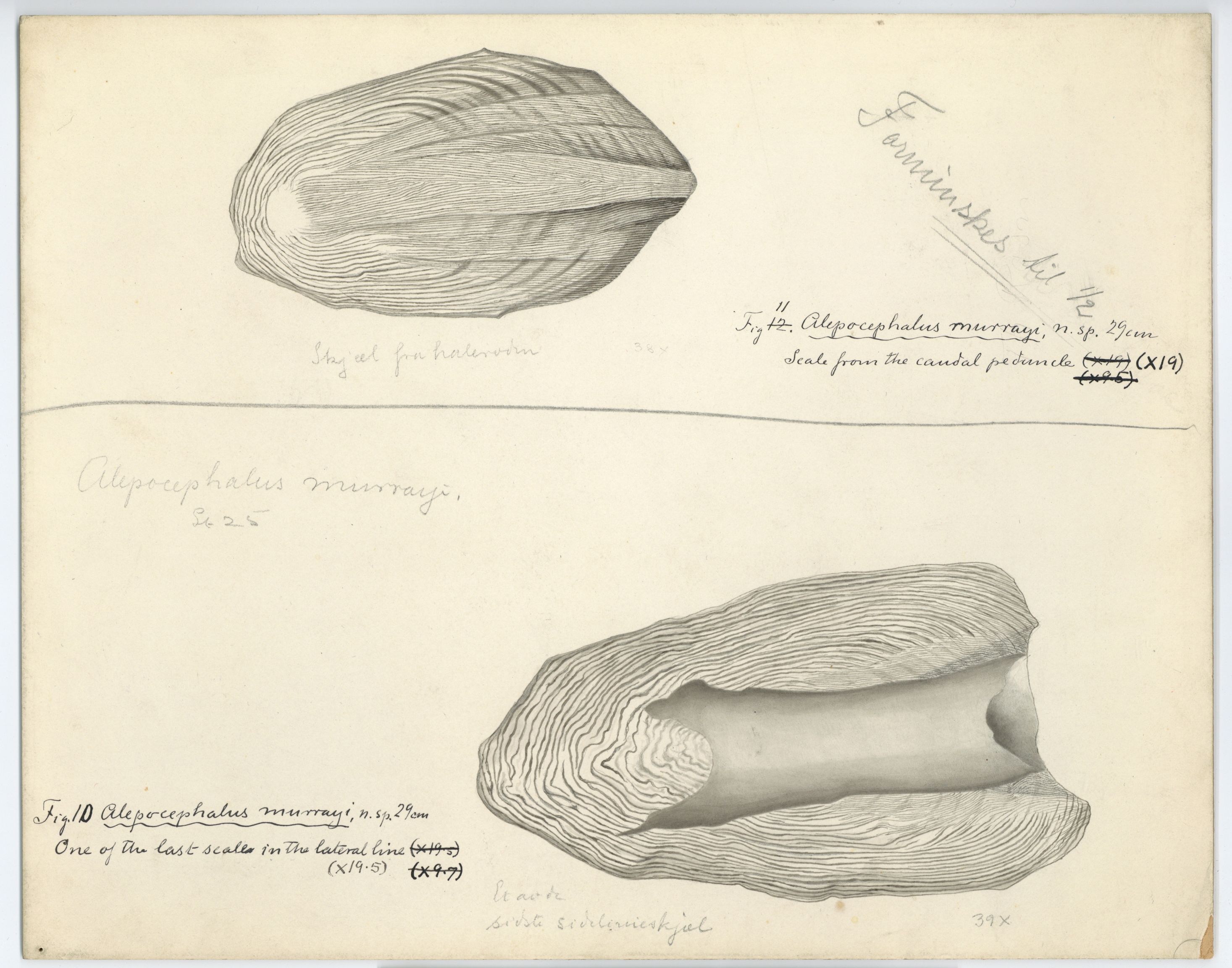 Avdeling for naturhistorie, UMB/A006/T/Ta/L0001: Tegninger, 1910