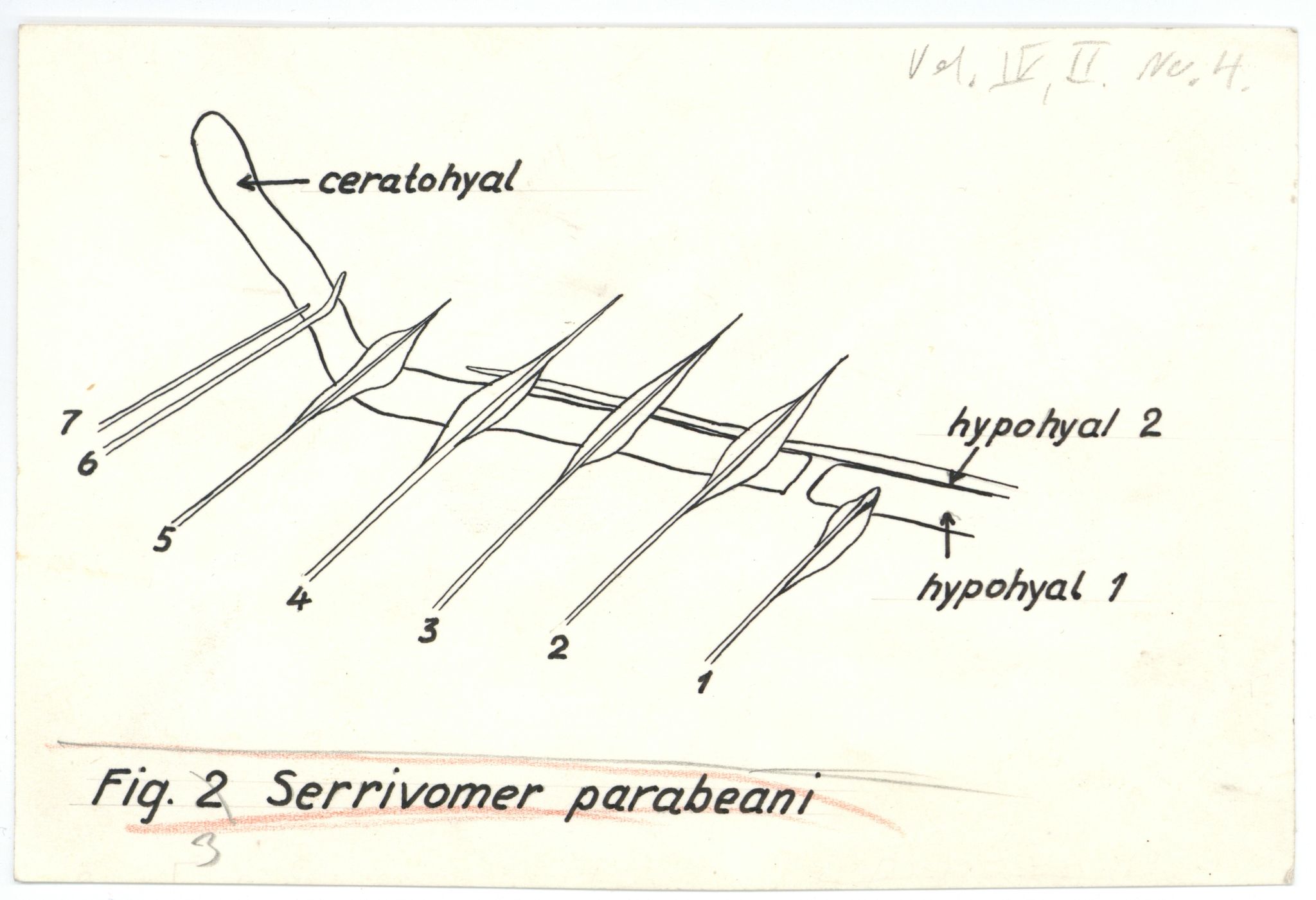 Avdeling for naturhistorie, UMB/A006/T/Ta/L0003: Tegninger, 1910