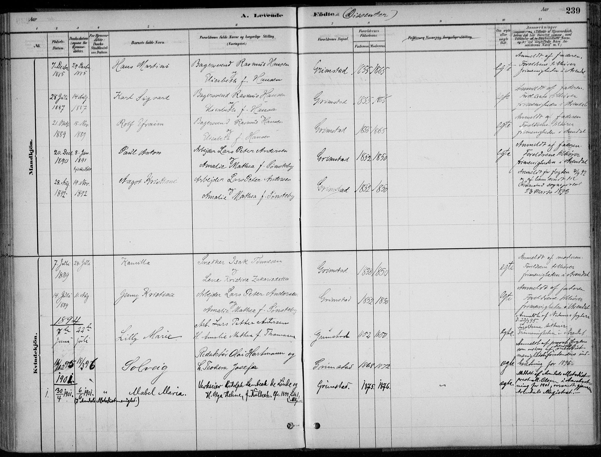 Grimstad sokneprestkontor, SAK/1111-0017/F/Fa/L0003: Parish register (official) no. A 2, 1882-1912, p. 239