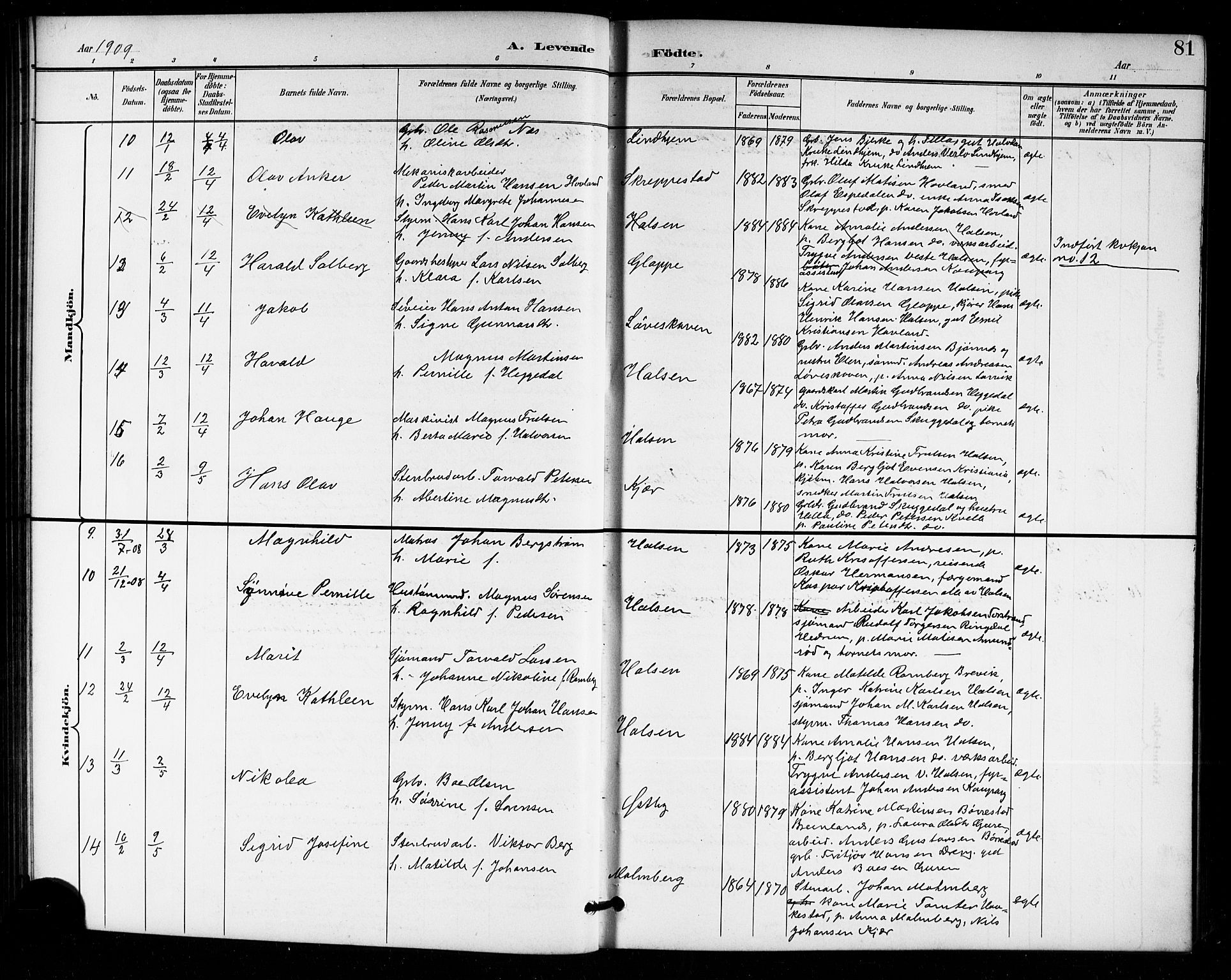 Tjølling kirkebøker, AV/SAKO-A-60/G/Ga/L0002: Parish register (copy) no. 2, 1895-1918, p. 81