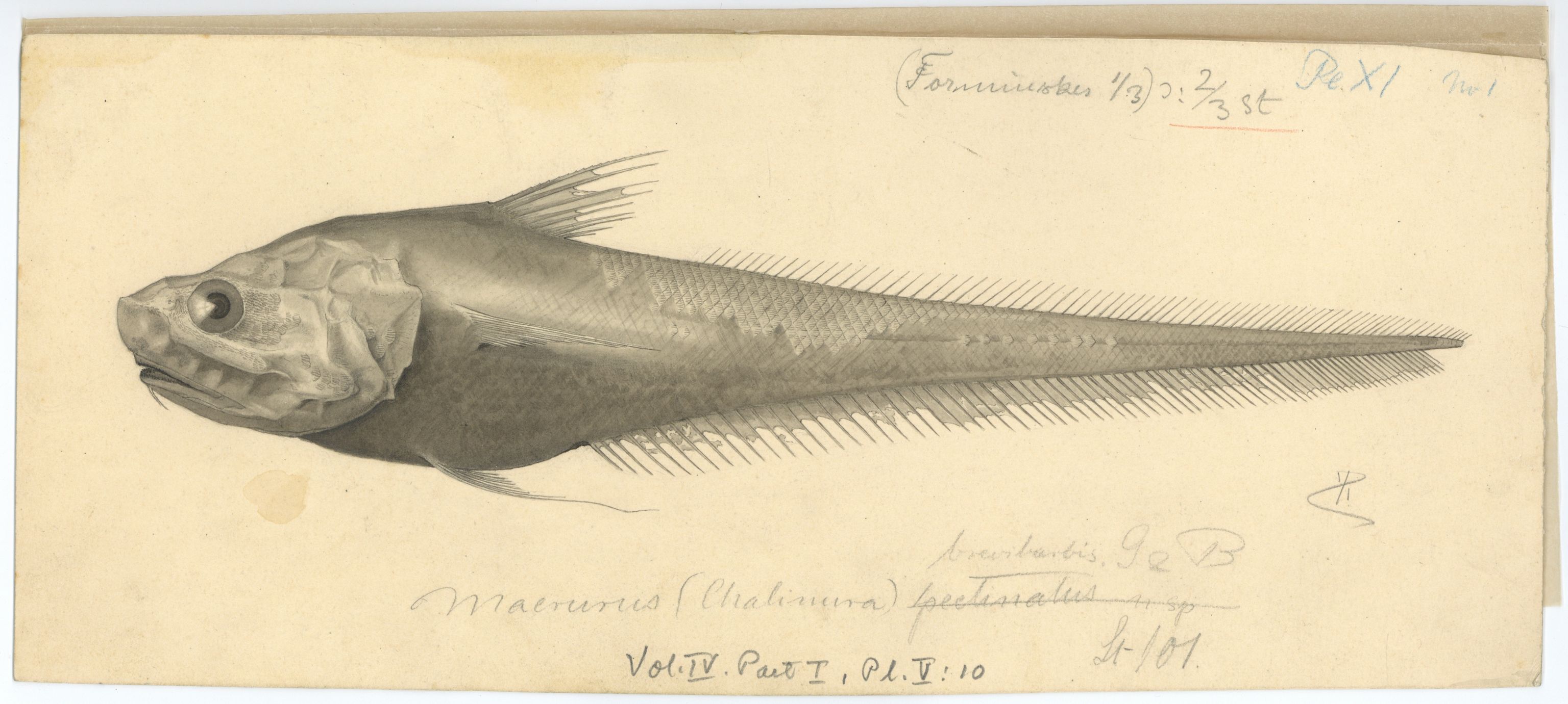 Avdeling for naturhistorie, UMB/A006/T/Ta/L0001: Tegninger, 1910