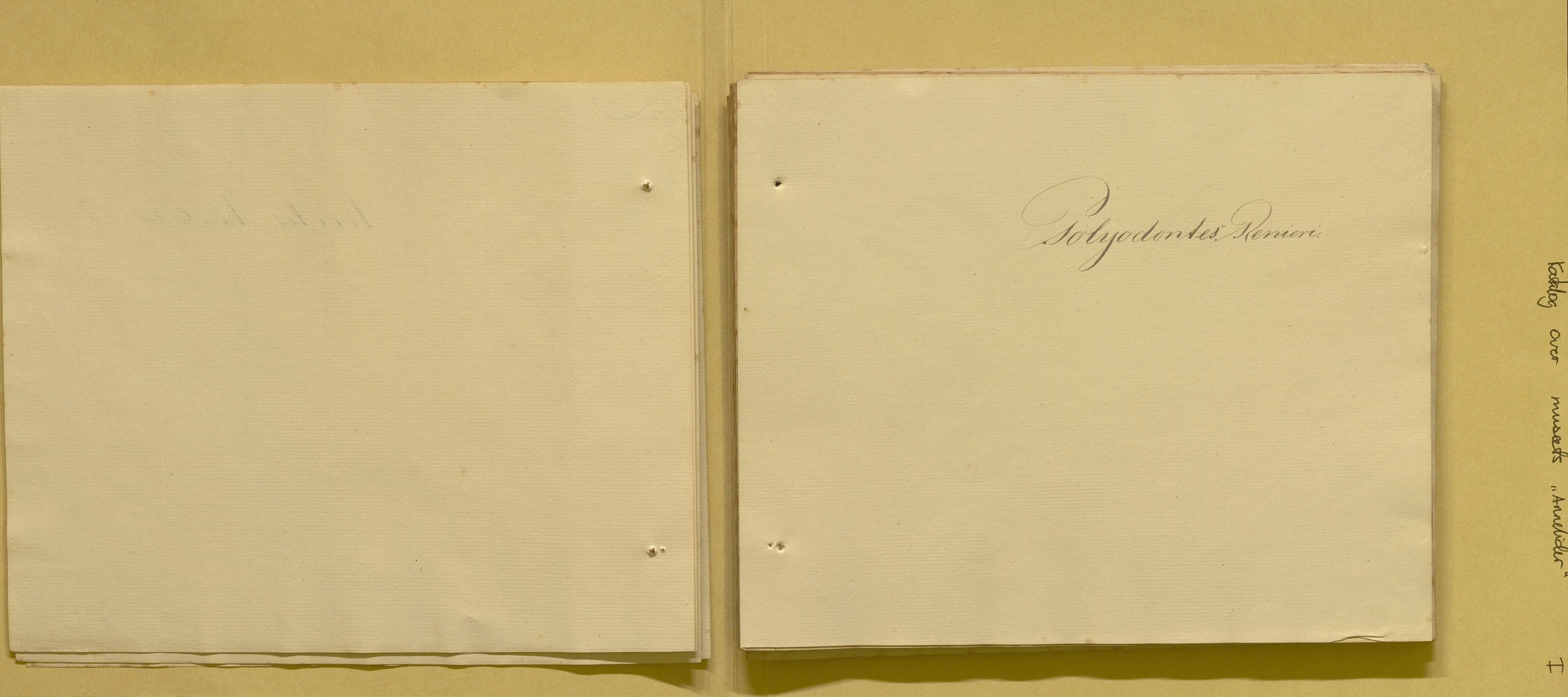 Bergens Museum, AV/SAB-A-17301/08/F/L0001: Fem udaterte kataloger fra 1800-tallet over leddormer, krepsdyr og fugler, 1825-1900, p. 7