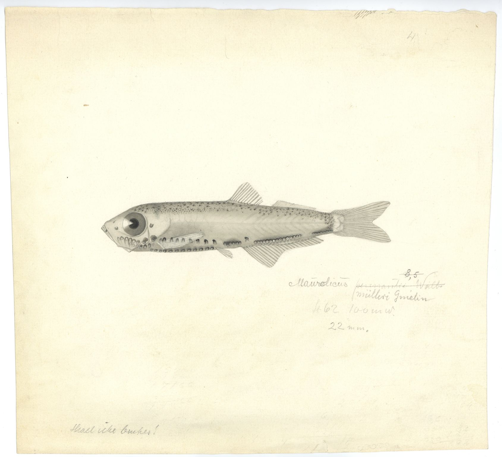 Avdeling for naturhistorie, UMB/A006/T/Ta/L0001: Tegninger, 1910