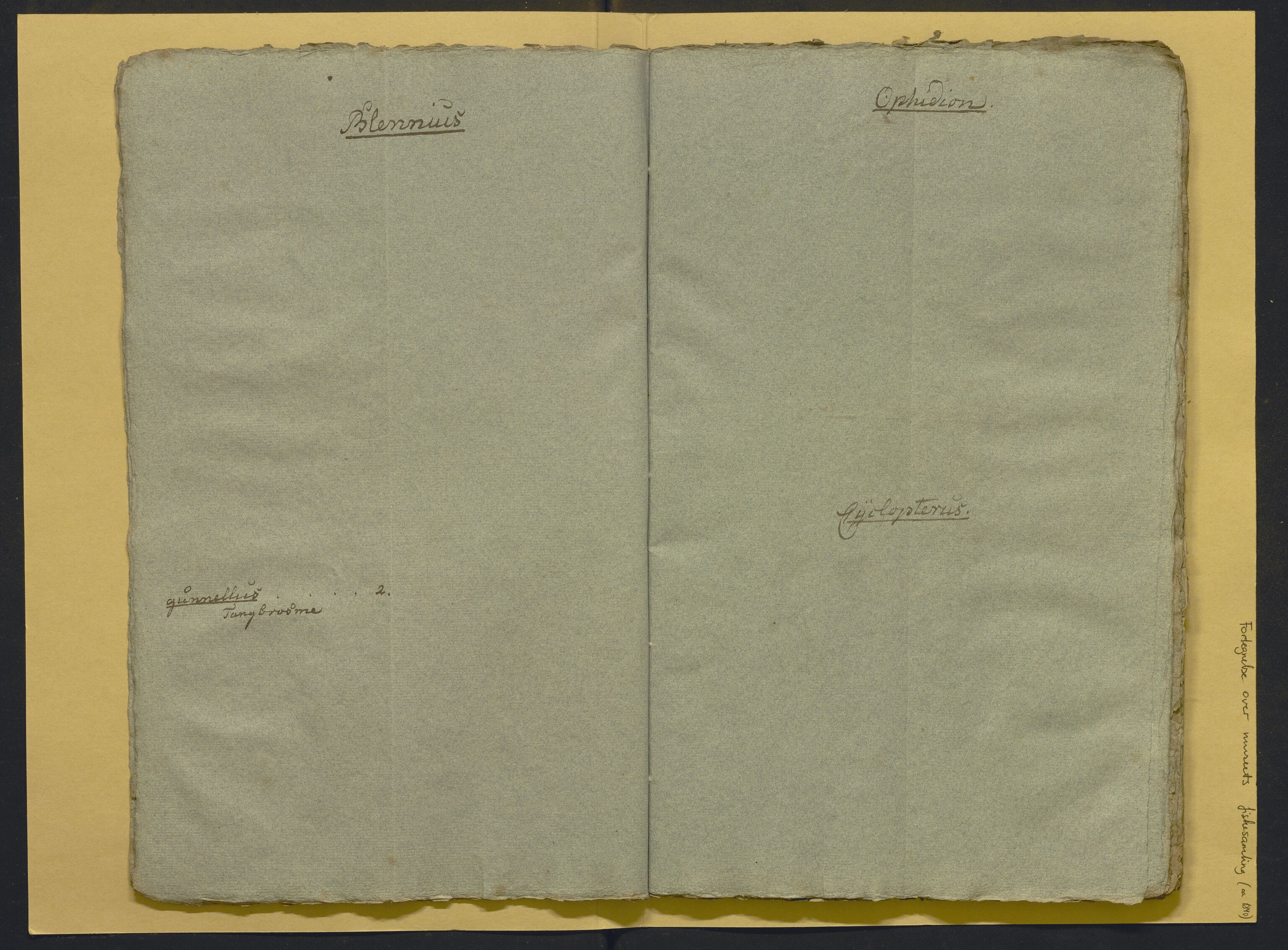 Bergens Museum, AV/SAB-A-17301/02/F/L0001: Kataloger over gjenstander og pergamentbrev , 1825-1880, p. 499
