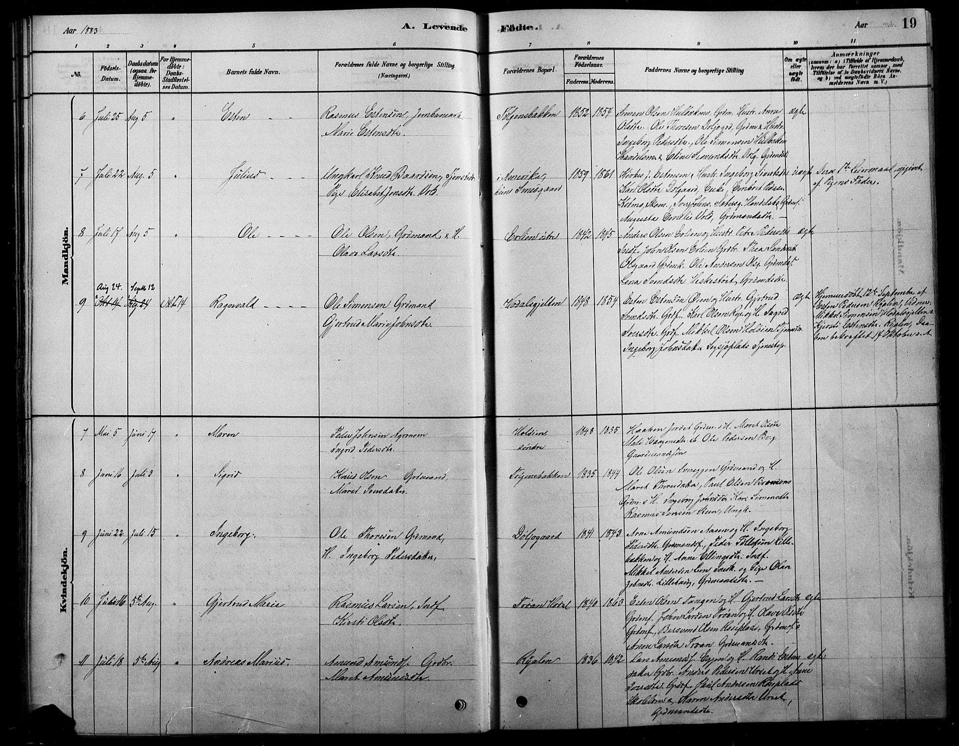 Tolga prestekontor, SAH/PREST-062/L/L0007: Parish register (copy) no. 7, 1878-1919, p. 19