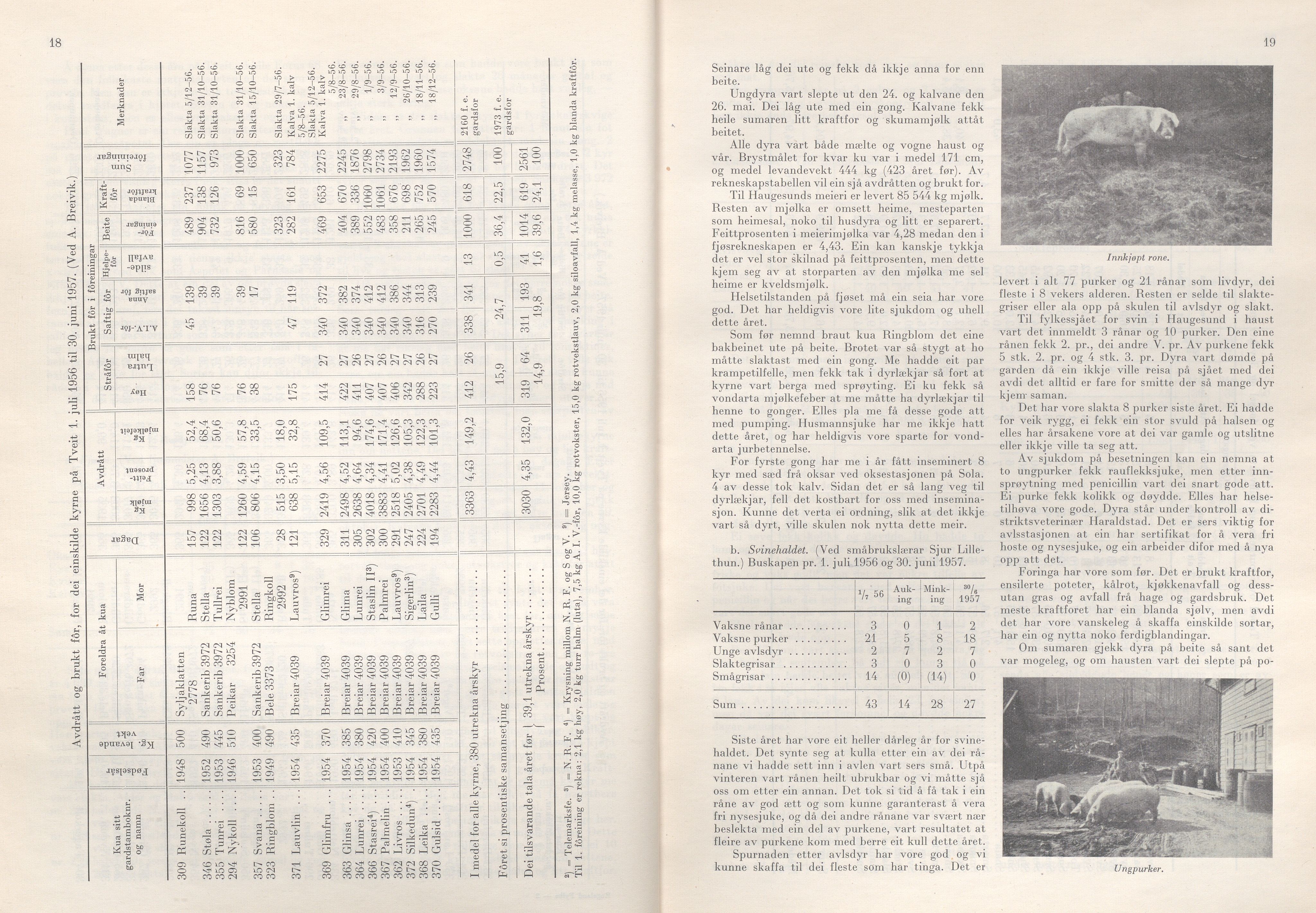 Rogaland fylkeskommune - Fylkesrådmannen , IKAR/A-900/A/Aa/Aaa/L0077: Møtebok , 1958, p. 18-19