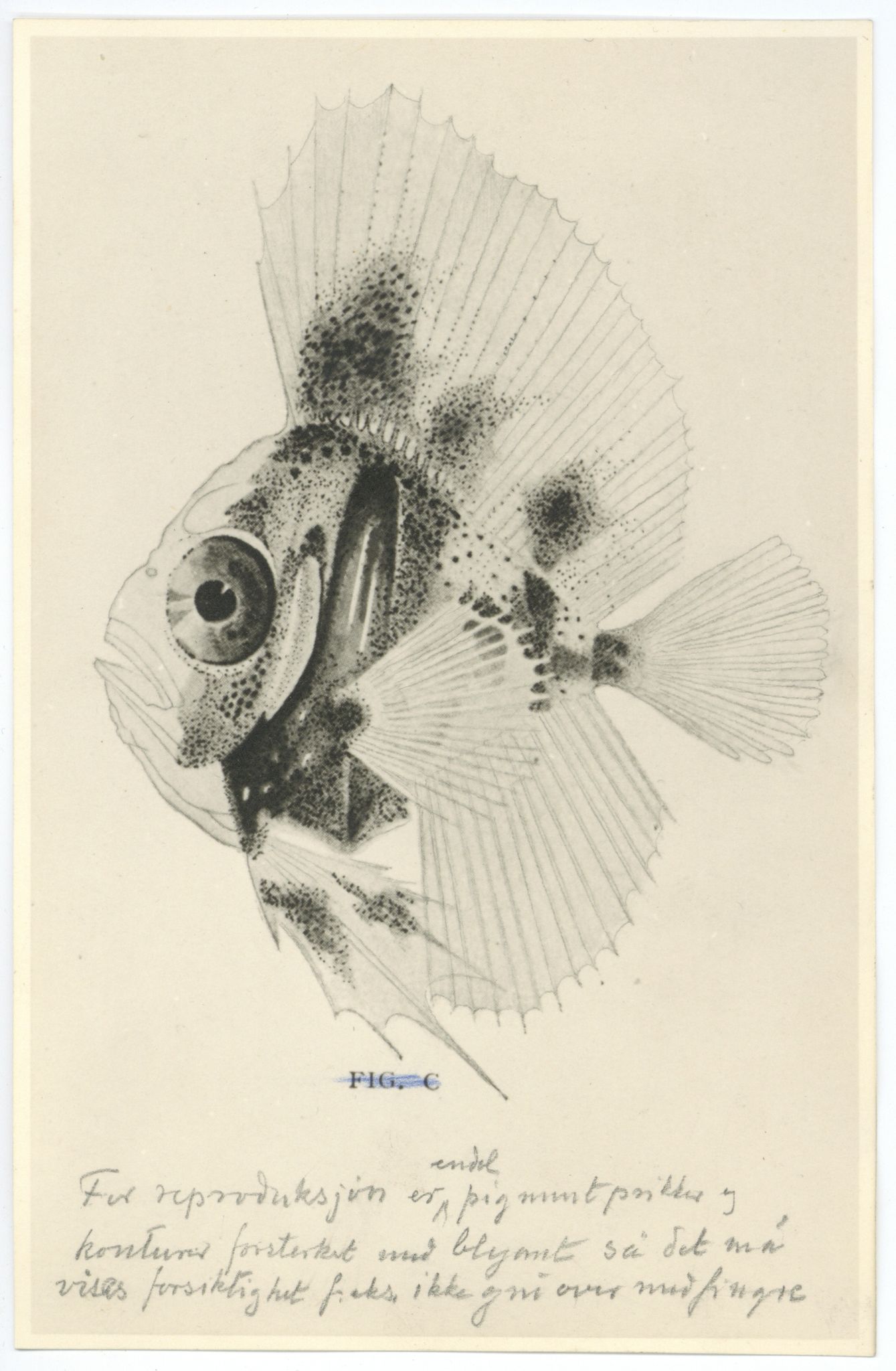 Avdeling for naturhistorie, UMB/A006/T/Ta/L0003: Tegninger, 1910