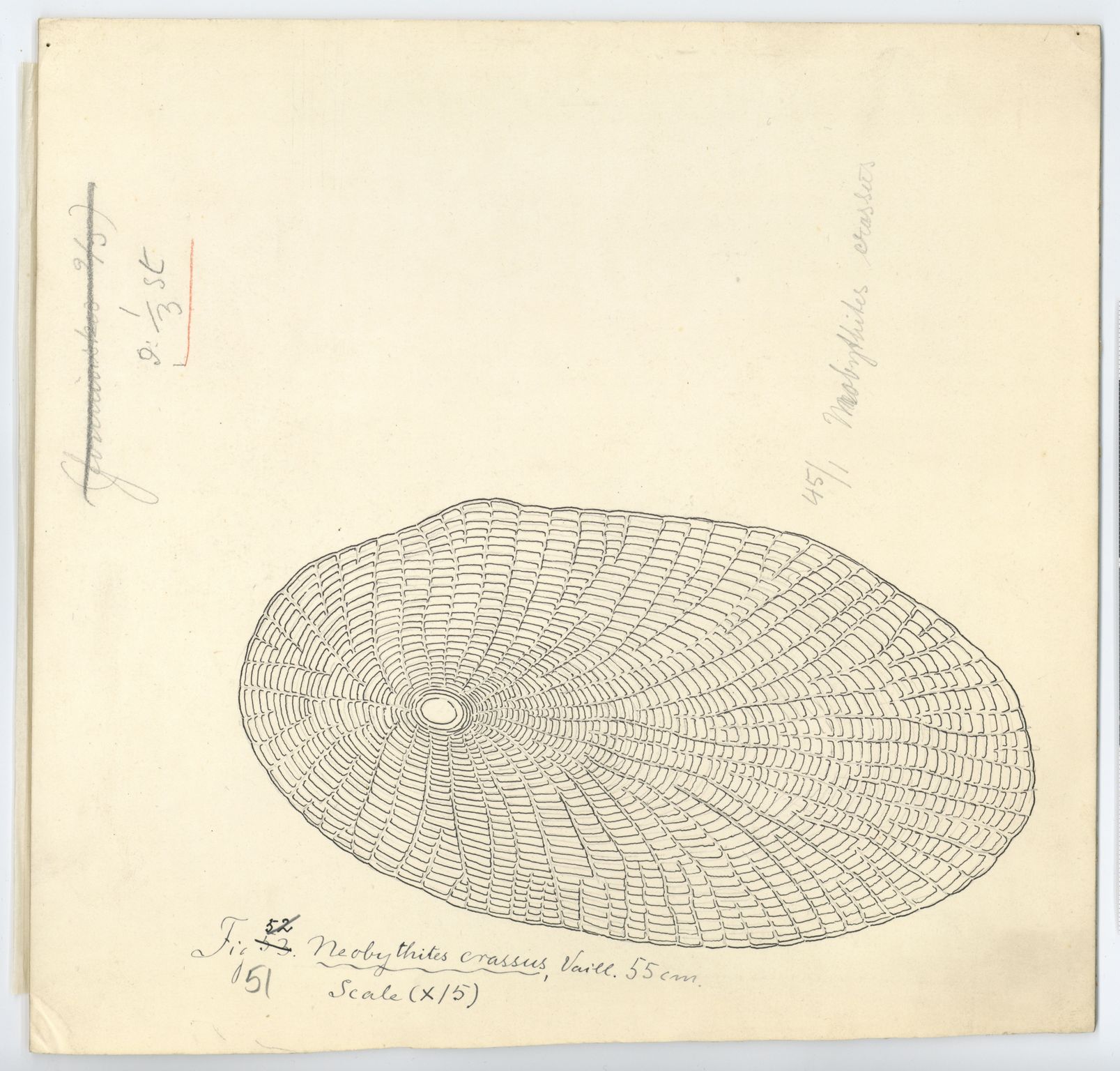 Avdeling for naturhistorie, UMB/A006/T/Ta/L0001: Tegninger, 1910