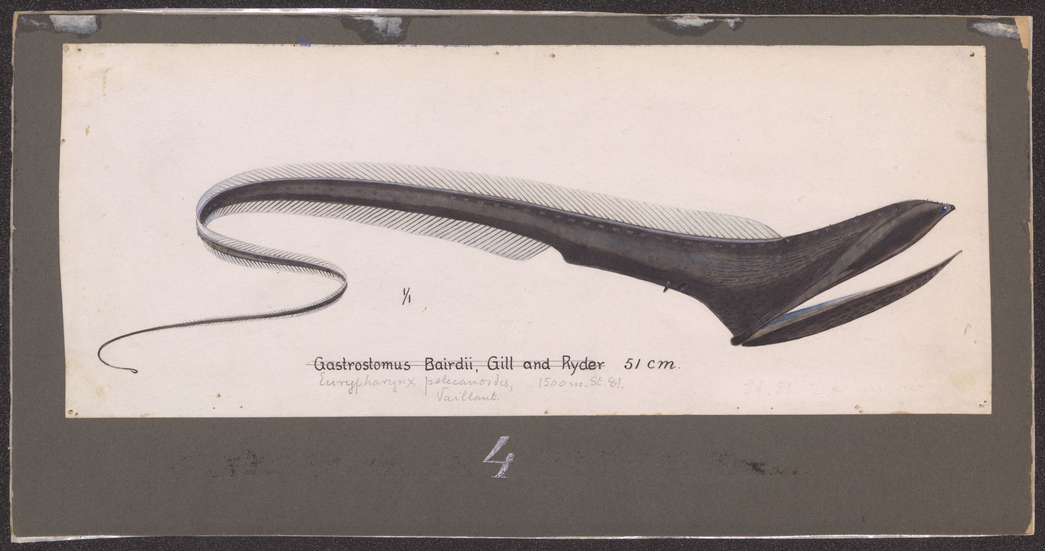 Avdeling for naturhistorie, UMB/A006/T/Ta/L0002: Tegninger, 1910