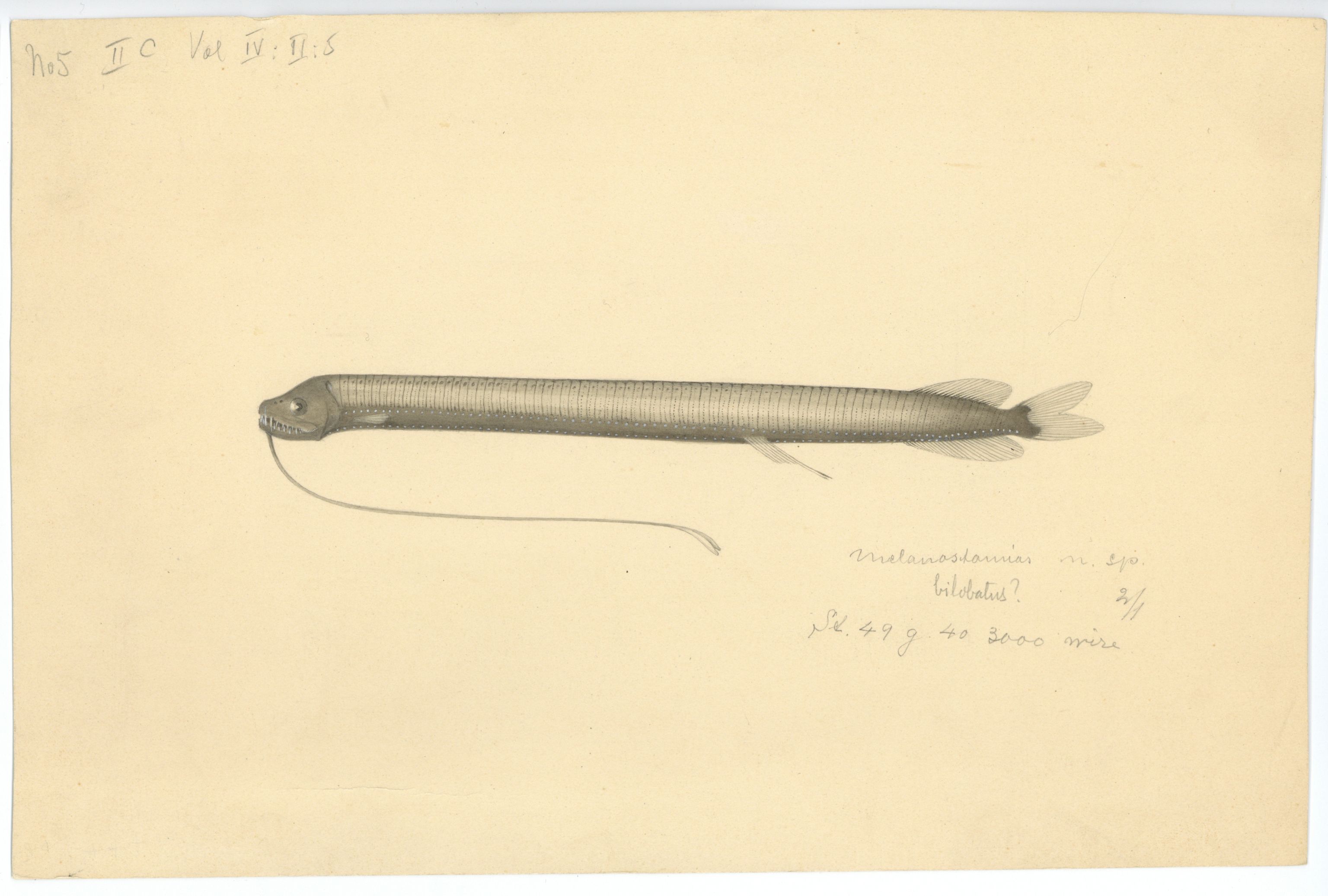 Avdeling for naturhistorie, UMB/A006/T/Ta/L0003: Tegninger, 1910