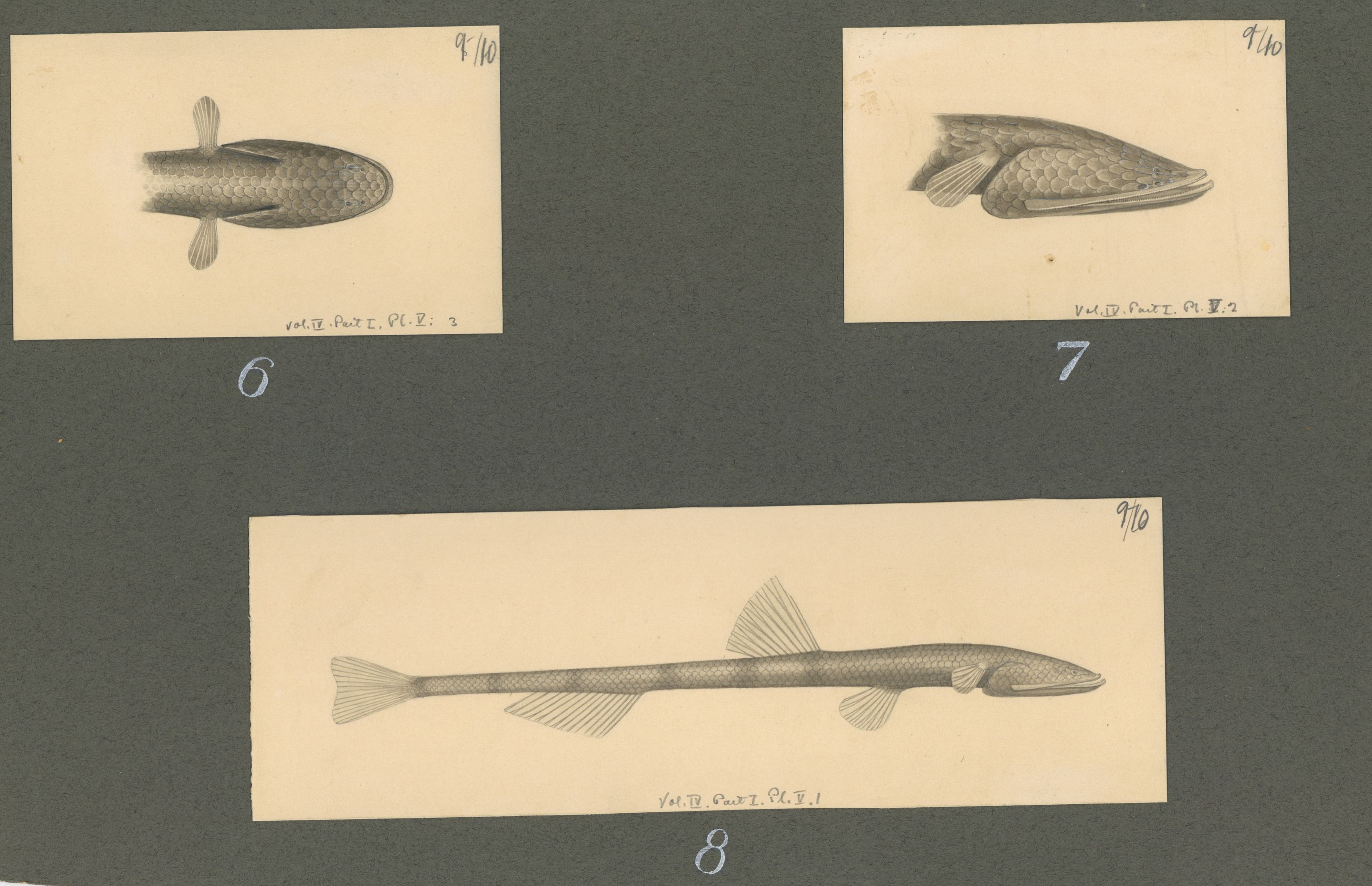 Avdeling for naturhistorie, UMB/A006/T/Ta/L0001: Tegninger, 1910