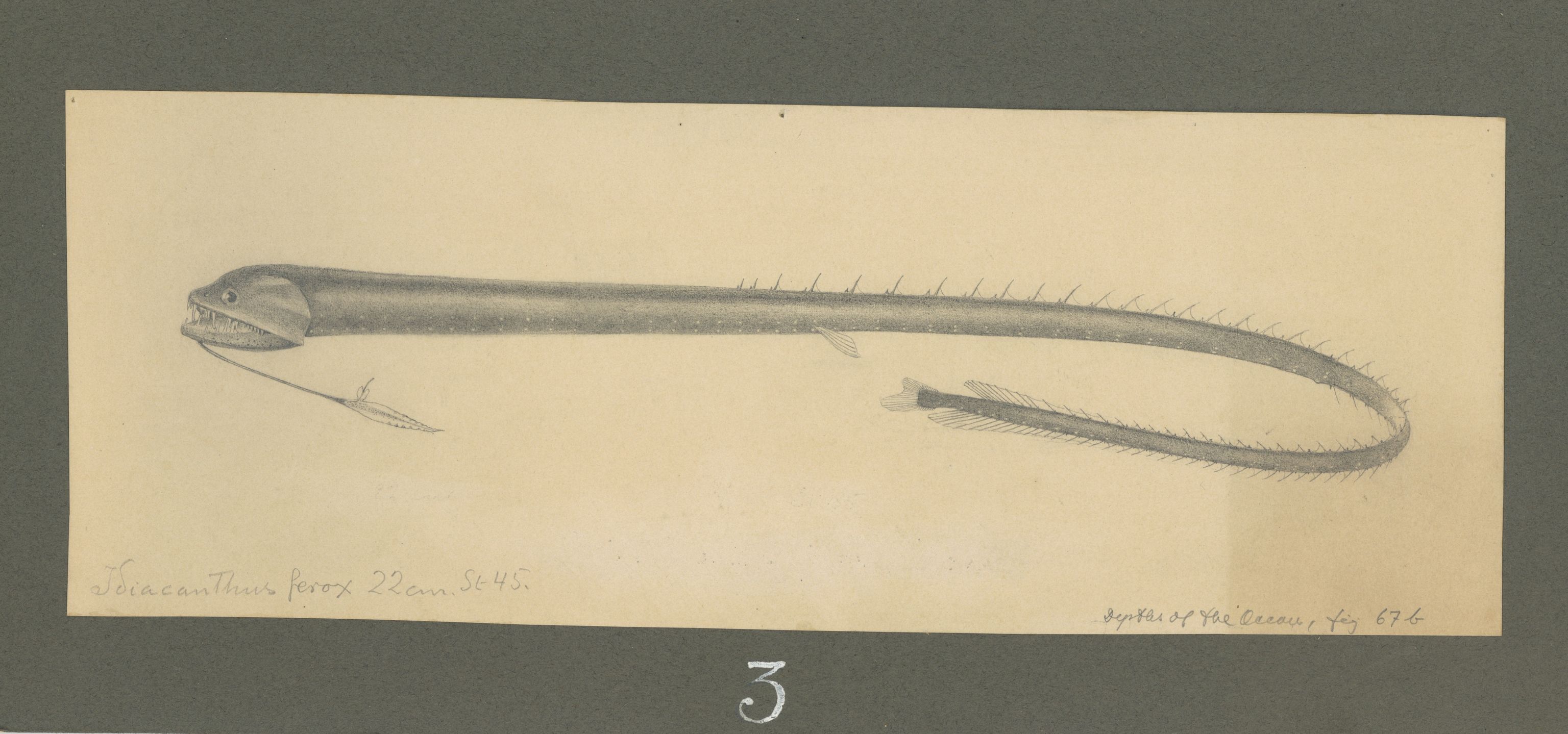 Avdeling for naturhistorie, UMB/A006/T/Ta/L0001: Tegninger, 1910