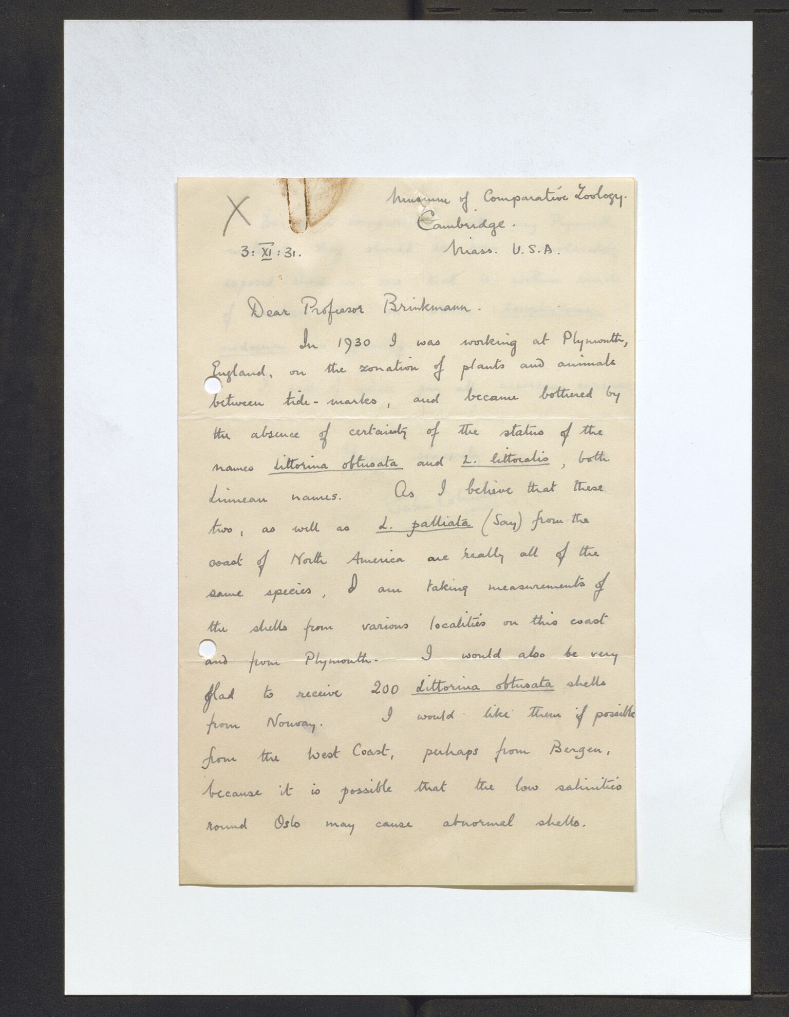 Bergens Museum, AV/SAB-A-17301/13/D/L0002: Korrespondanse , 1928-1940, s. 259