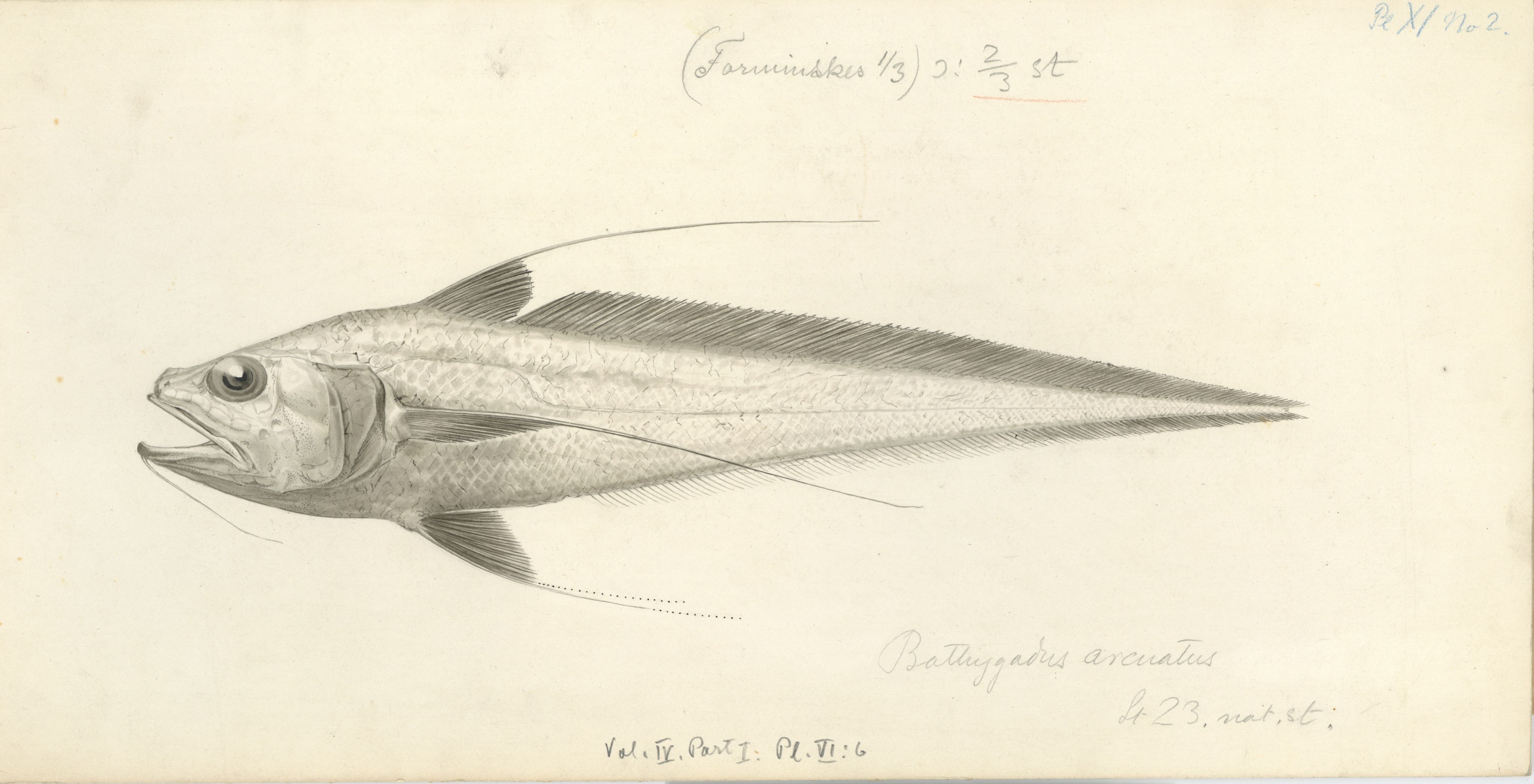 Avdeling for naturhistorie, UMB/A006/T/Ta/L0003: Tegninger, 1910