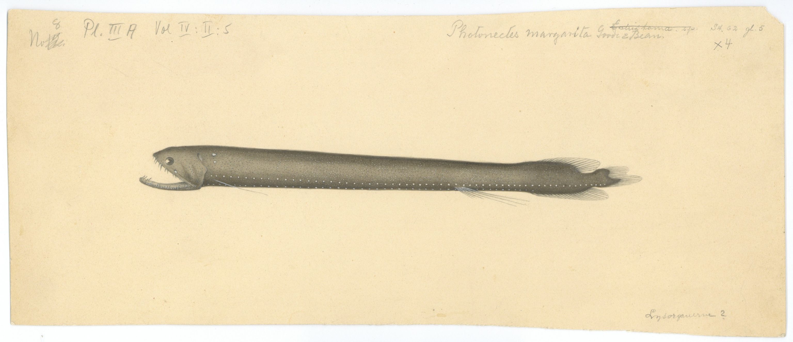 Avdeling for naturhistorie, UMB/A006/T/Ta/L0003: Tegninger, 1910