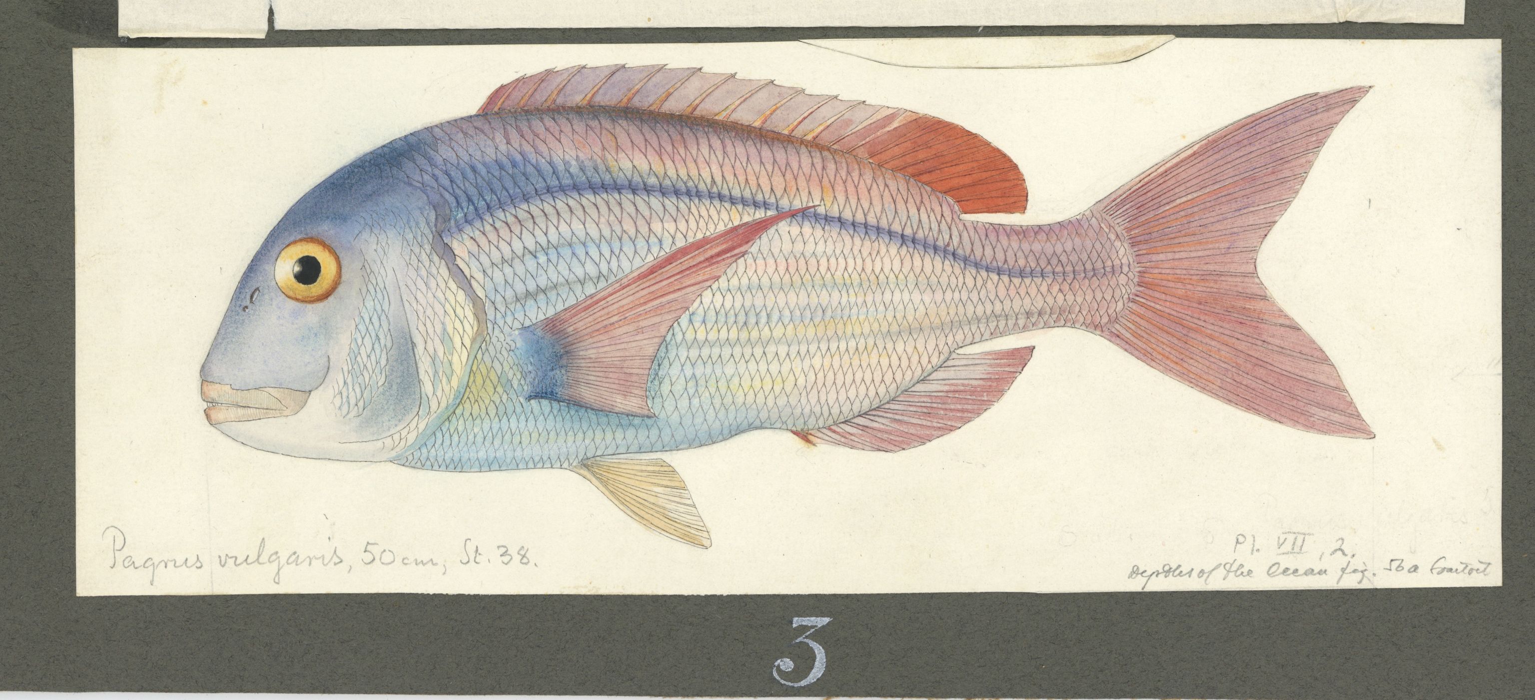 Avdeling for naturhistorie, UMB/A006/T/Ta/L0003: Tegninger, 1910