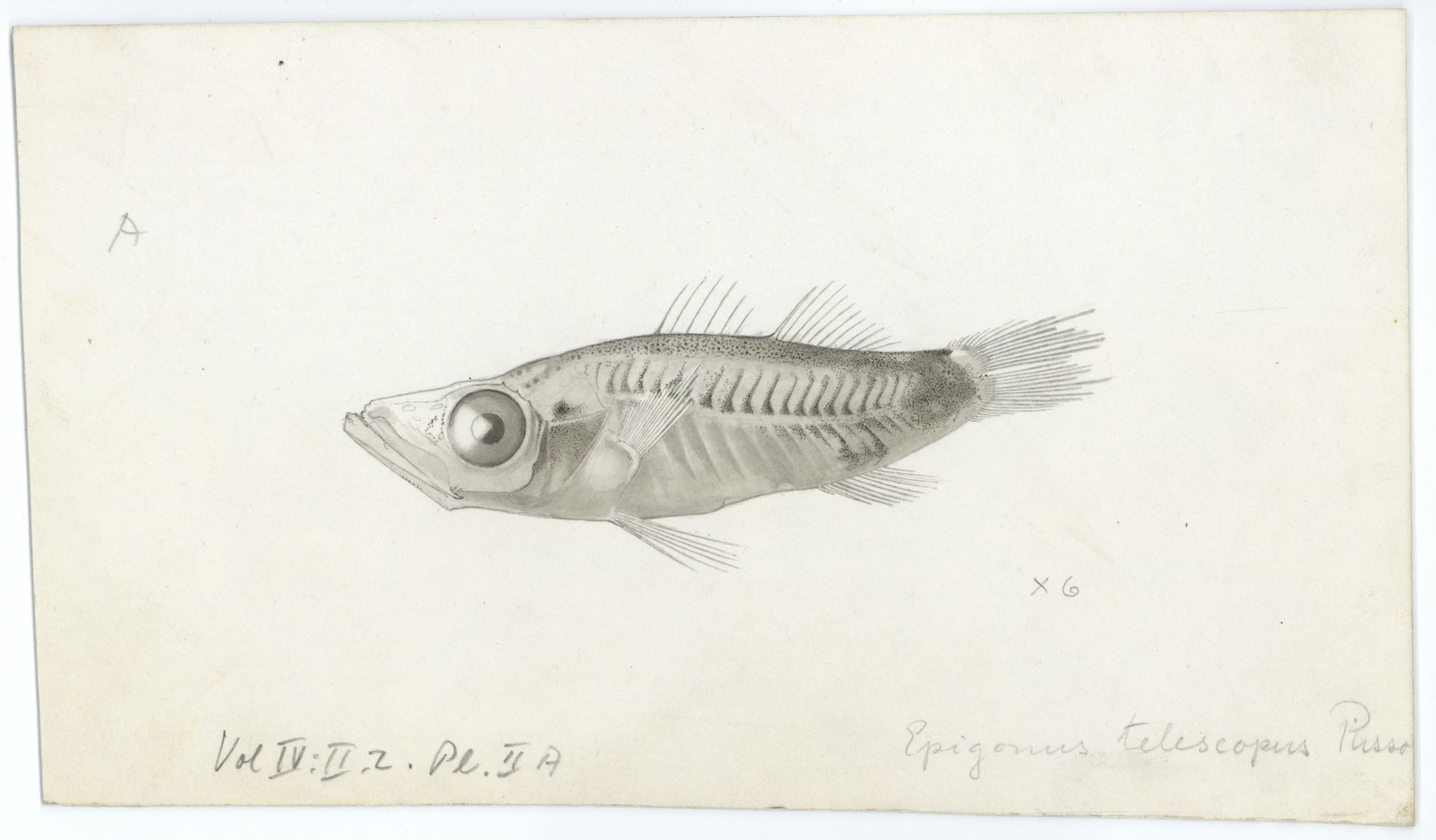 Avdeling for naturhistorie, UMB/A006/T/Ta/L0003: Tegninger, 1910