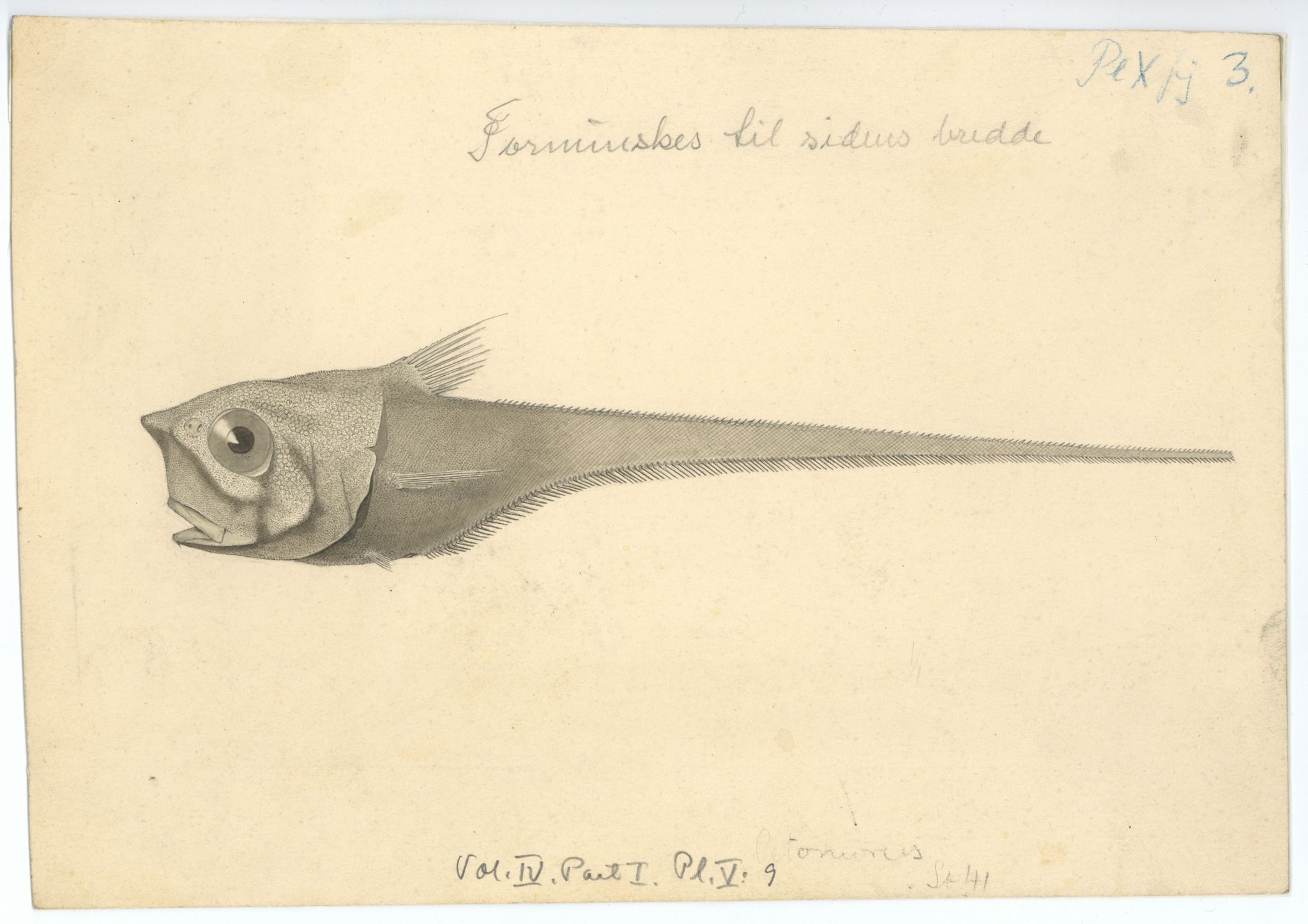 Avdeling for naturhistorie, UMB/A006/T/Ta/L0003: Tegninger, 1910