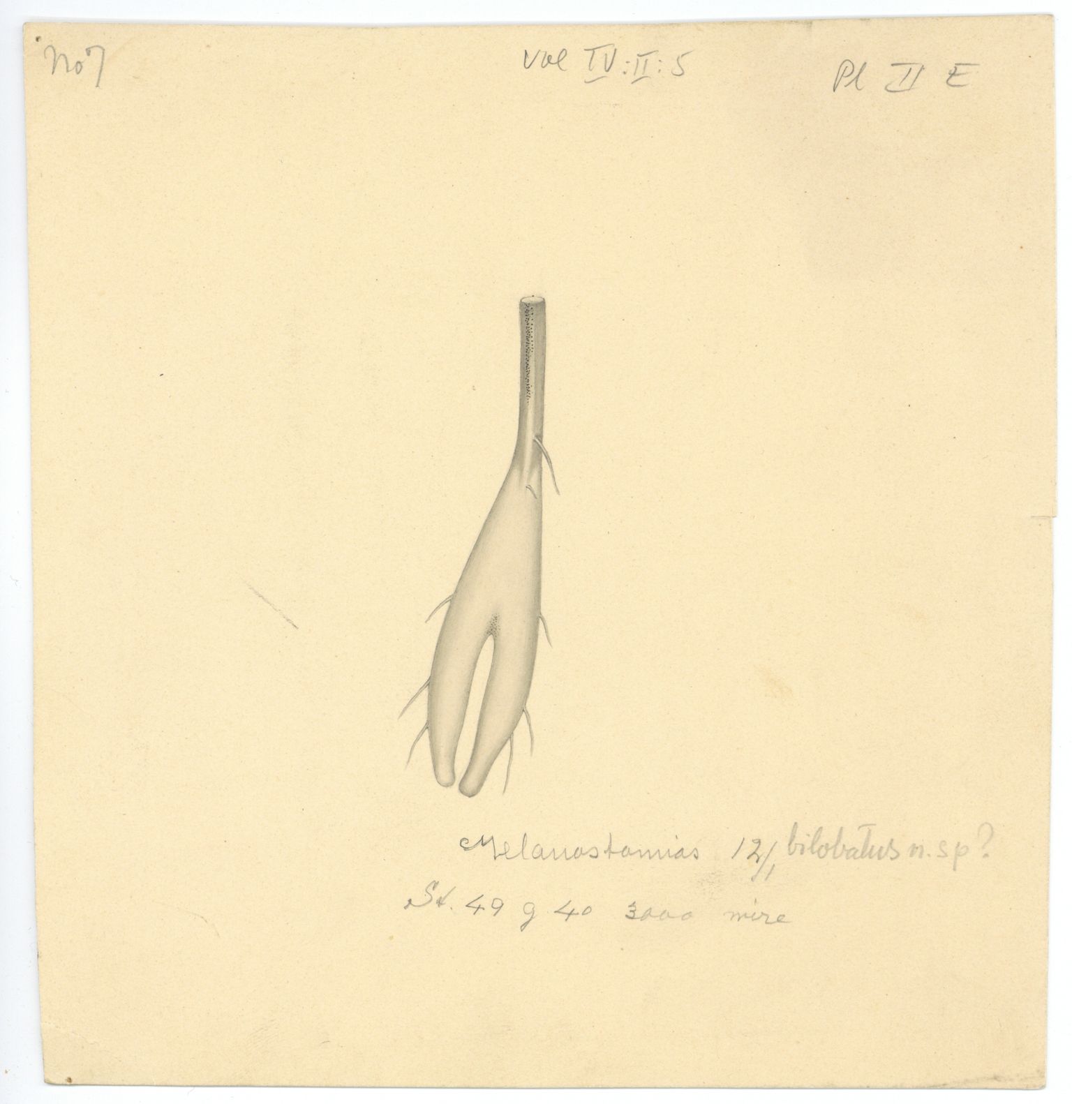 Avdeling for naturhistorie, UMB/A006/T/Ta/L0003: Tegninger, 1910