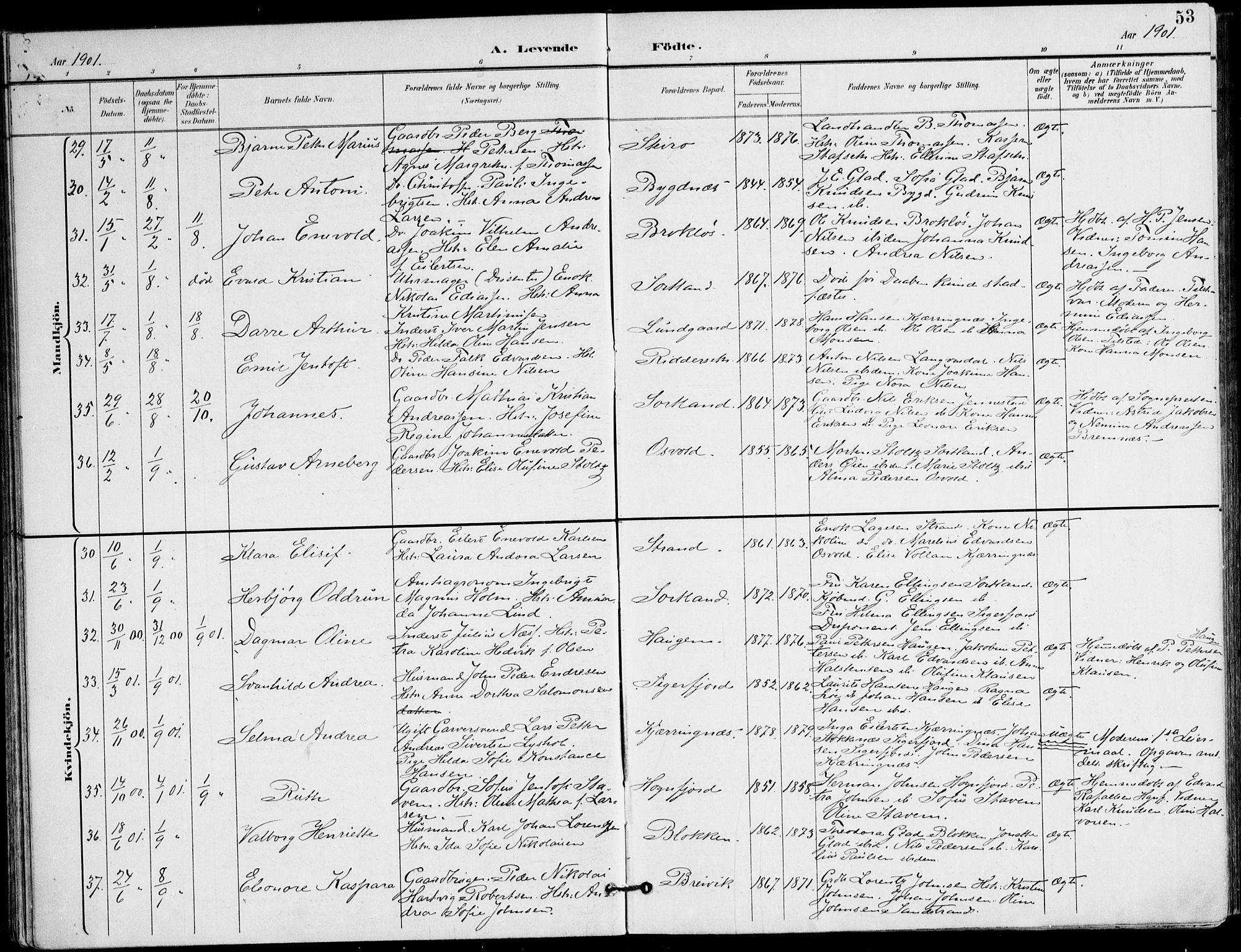 Ministerialprotokoller, klokkerbøker og fødselsregistre - Nordland, AV/SAT-A-1459/895/L1372: Ministerialbok nr. 895A07, 1894-1914, s. 53