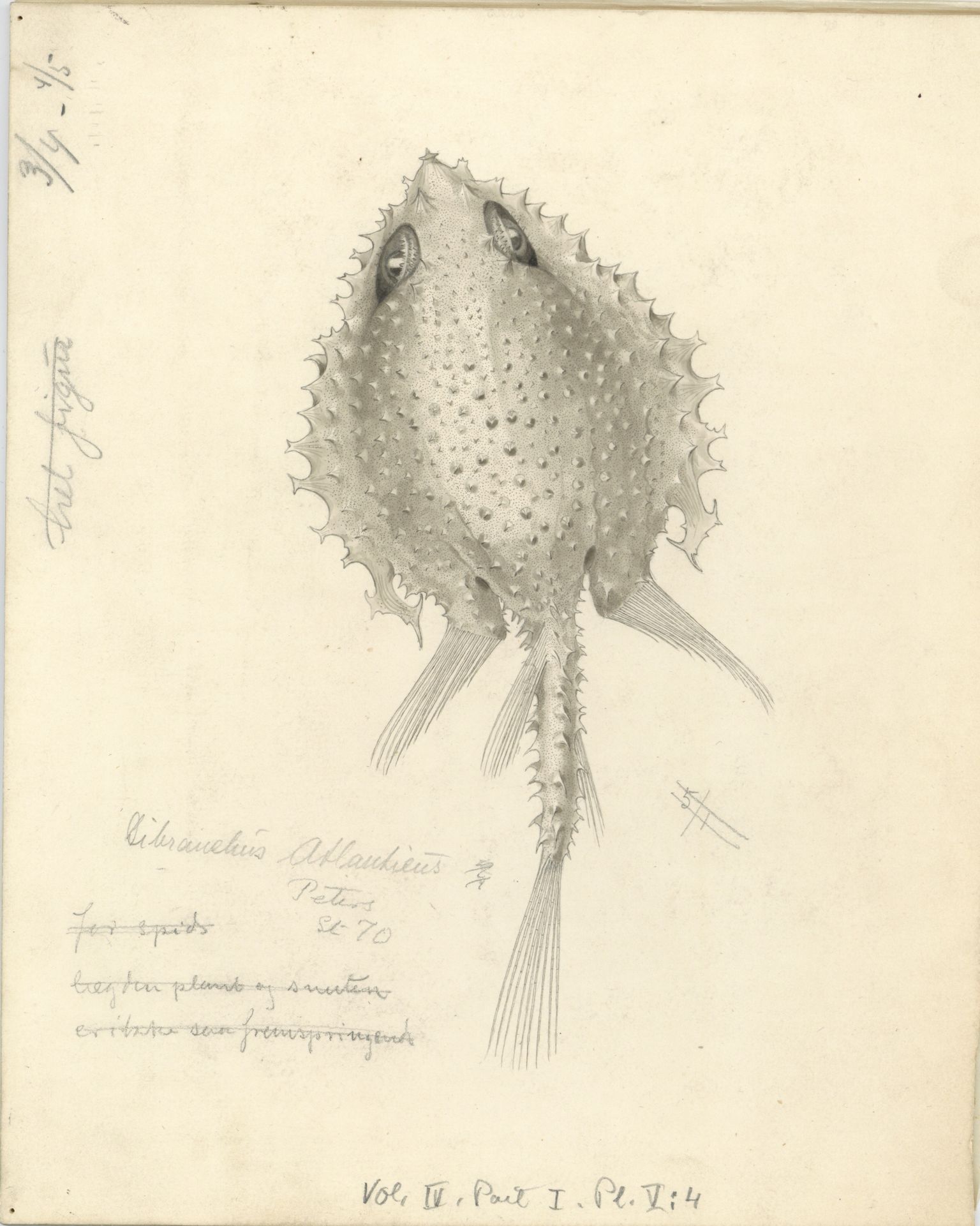 Avdeling for naturhistorie, UMB/A006/T/Ta/L0003: Tegninger, 1910