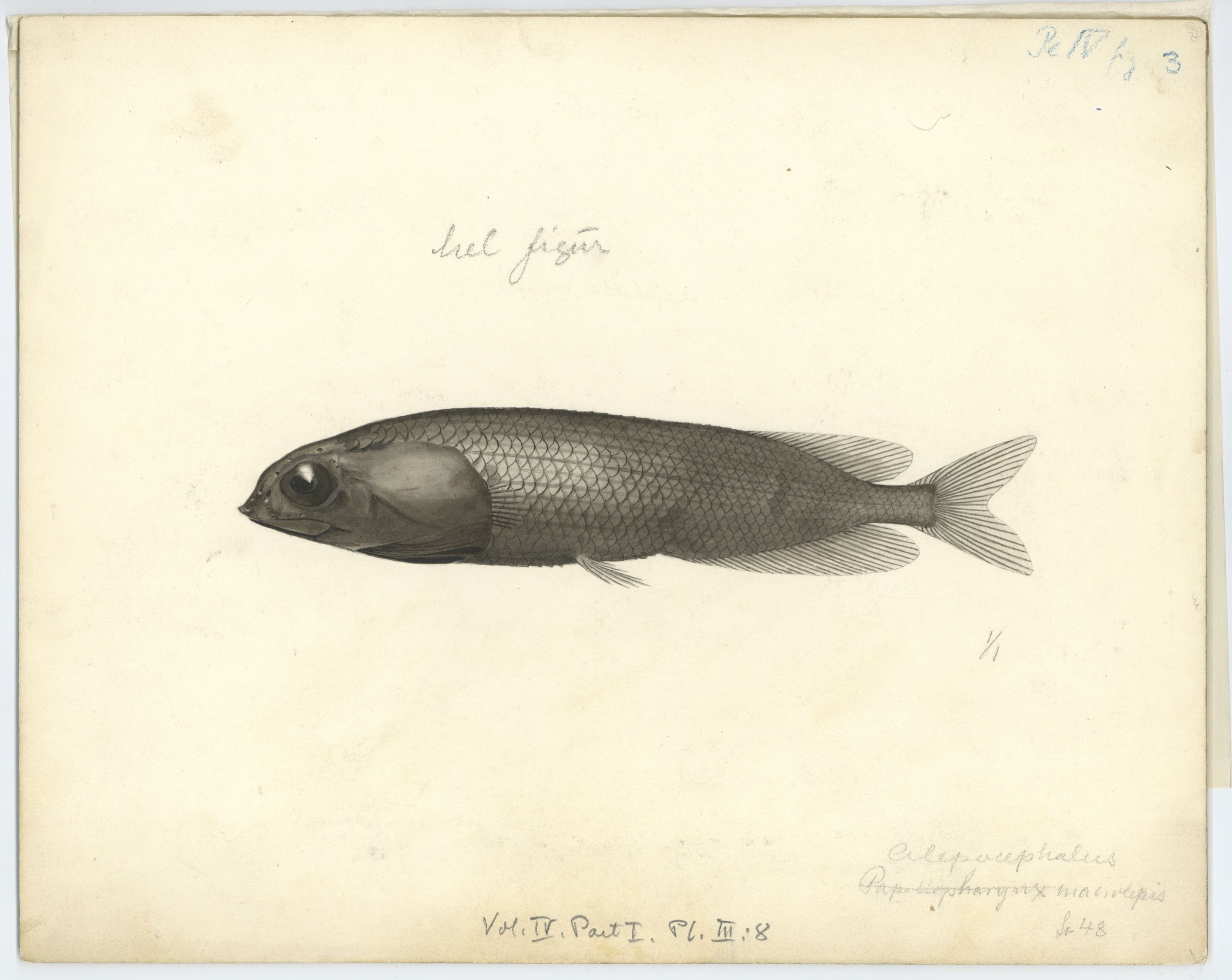 Avdeling for naturhistorie, UMB/A006/T/Ta/L0003: Tegninger, 1910