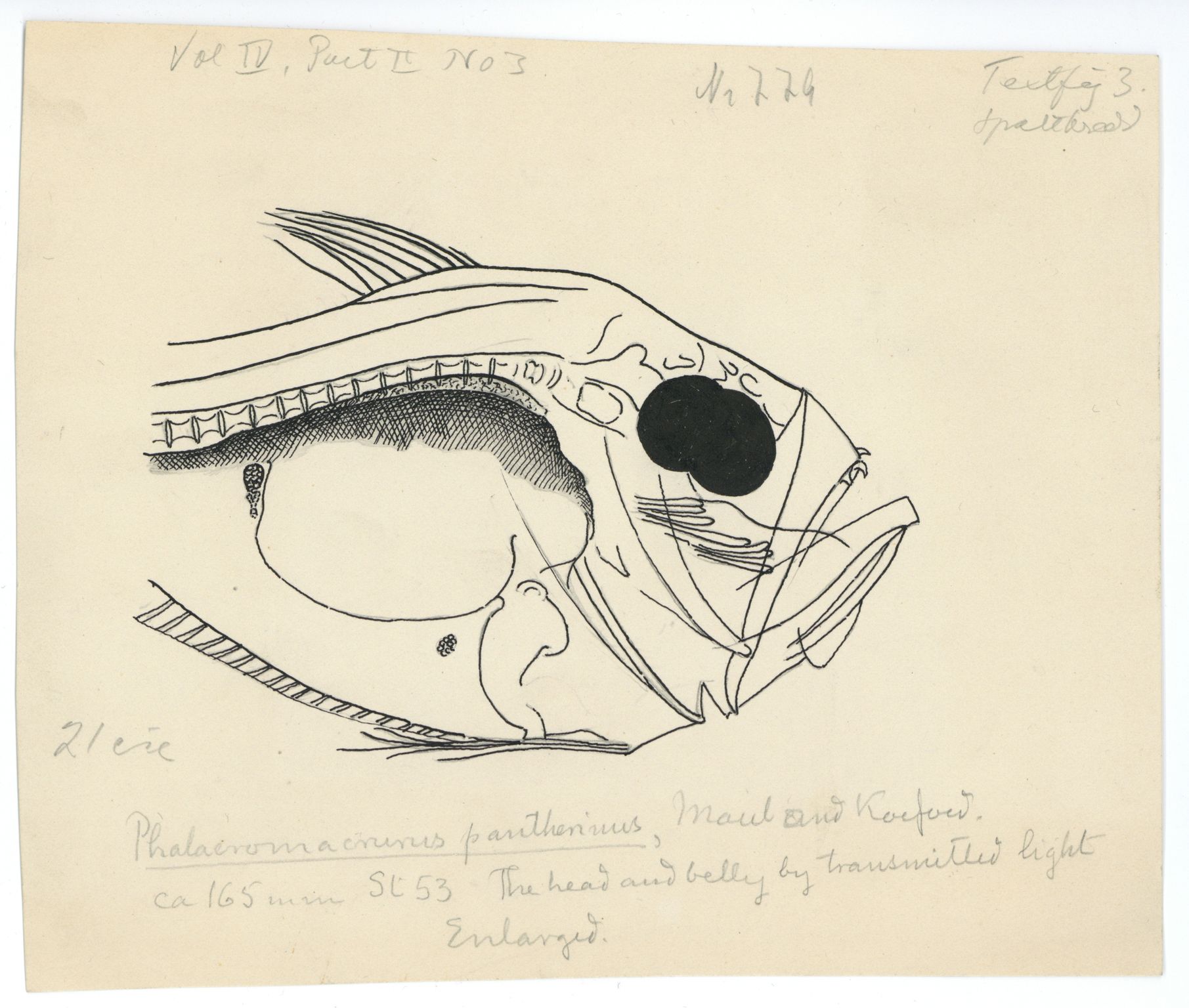 Avdeling for naturhistorie, UMB/A006/T/Ta/L0003: Tegninger, 1910