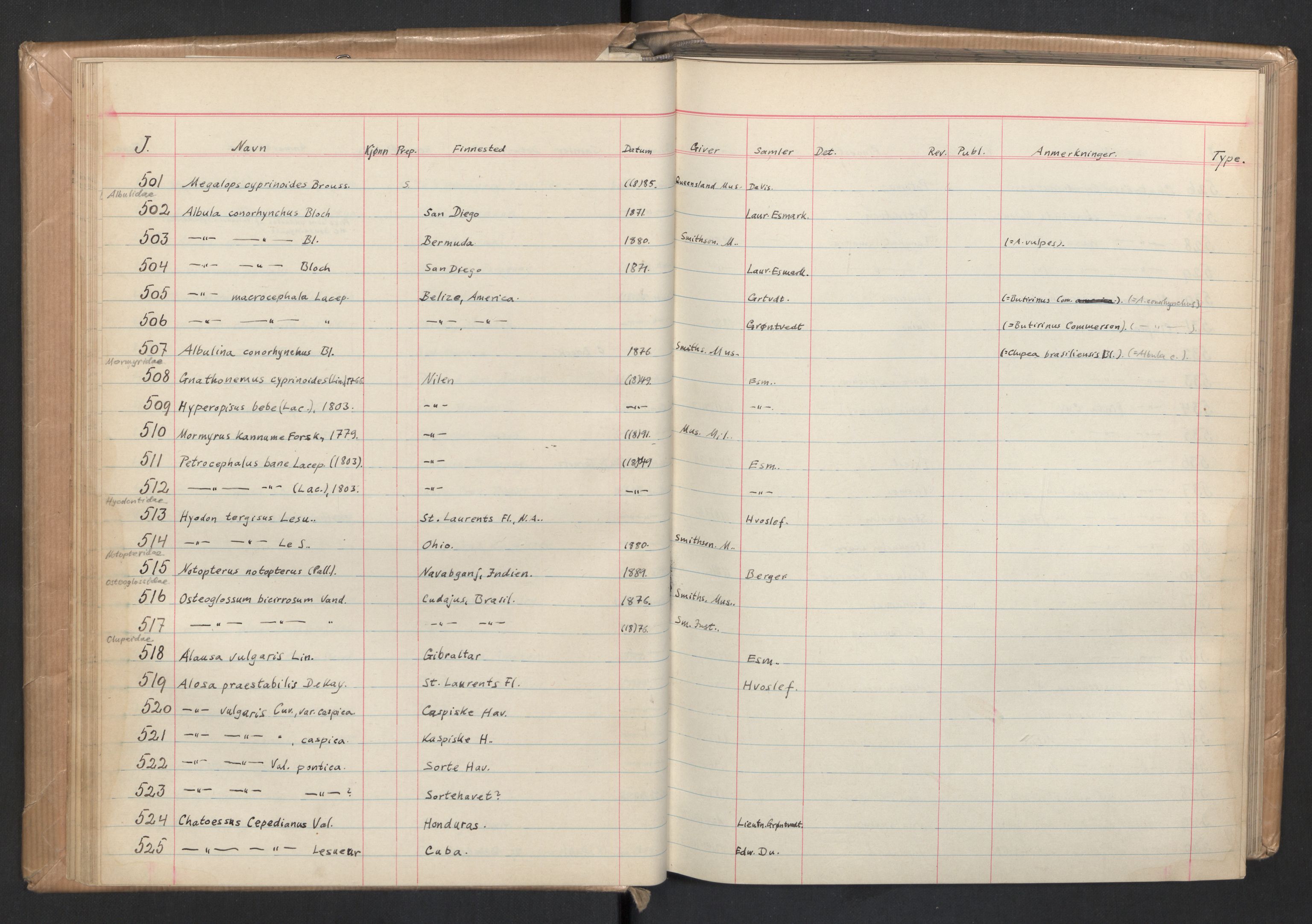 Naturhistorisk museum (Oslo), Zoologisk museum, NHMO/001/A/004: Lnr. 4 - Fisk. Samlingsjournal. Fiskesamlingen (J), nr. 1-5000