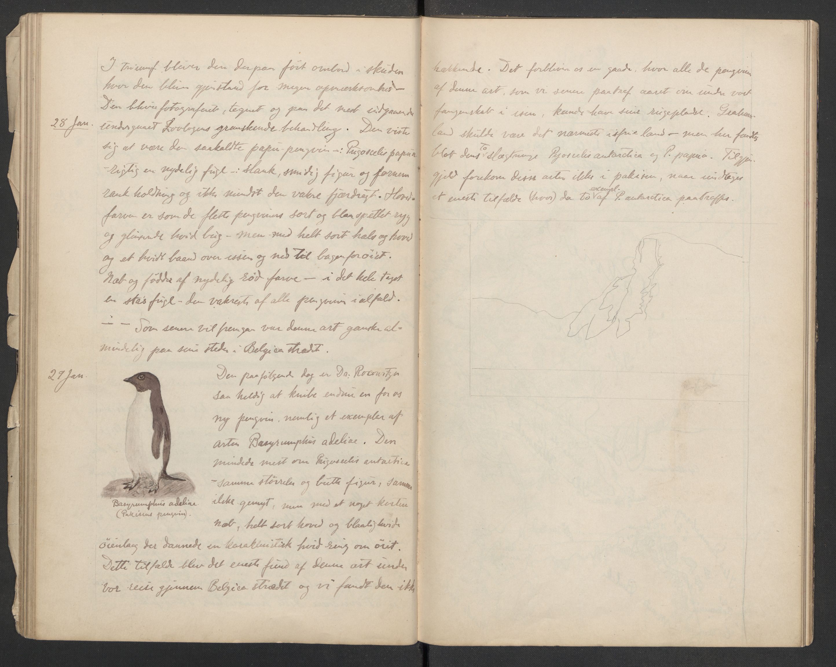 Koren-familien, RA/PA-0337/D/L0104/0001: Lnr. 206 Johan Koren, 1879-1919, zoolog / Johan Korens håndskrevne dagbok fra Belgica ekspedisjonen, 1897-1898, s. 44