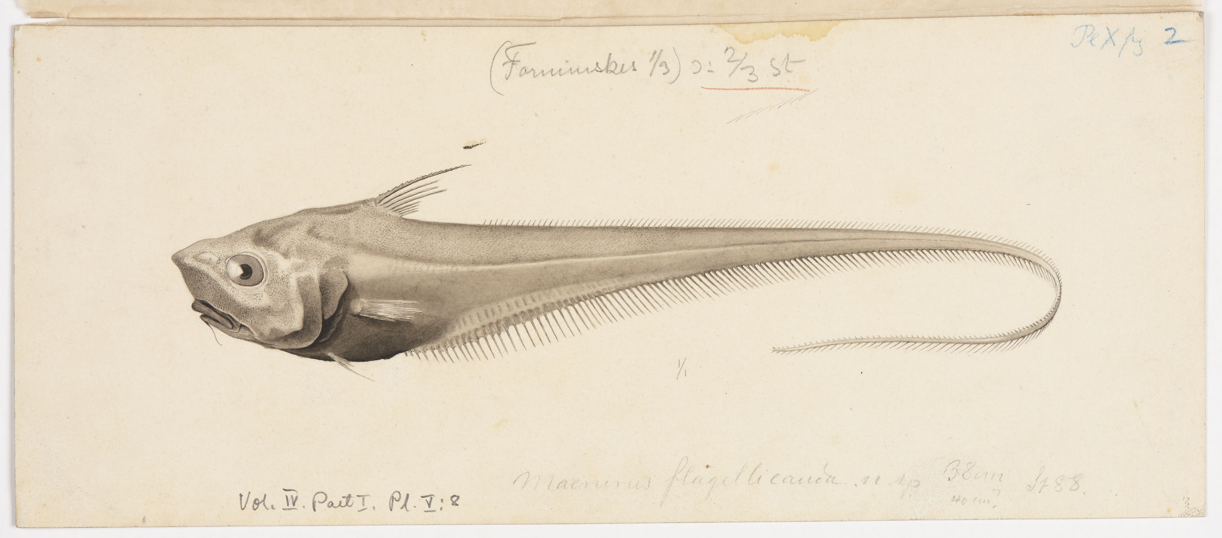 Avdeling for naturhistorie, UMB/A006/T/Ta/L0001: Tegninger, 1910