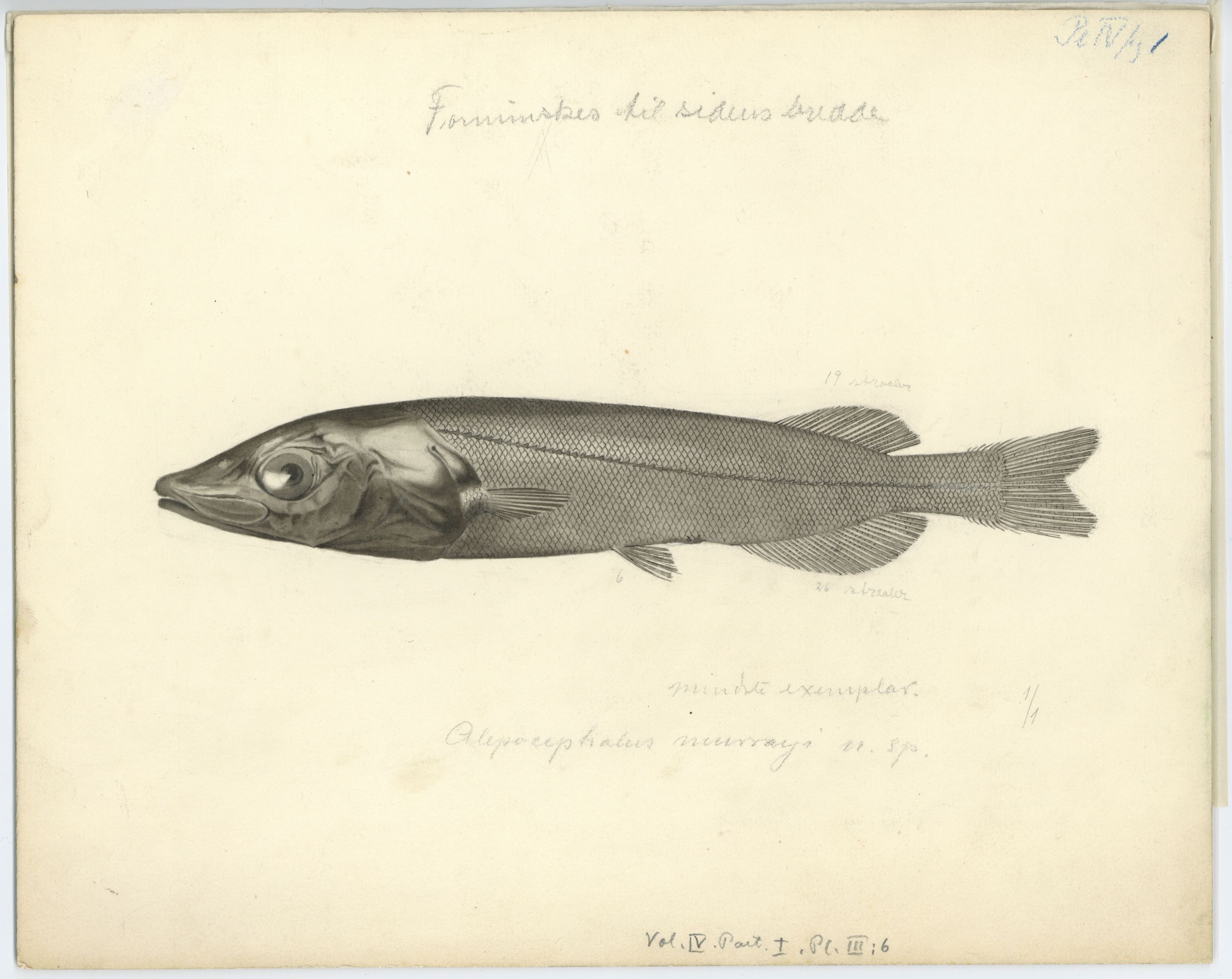 Avdeling for naturhistorie, UMB/A006/T/Ta/L0003: Tegninger, 1910