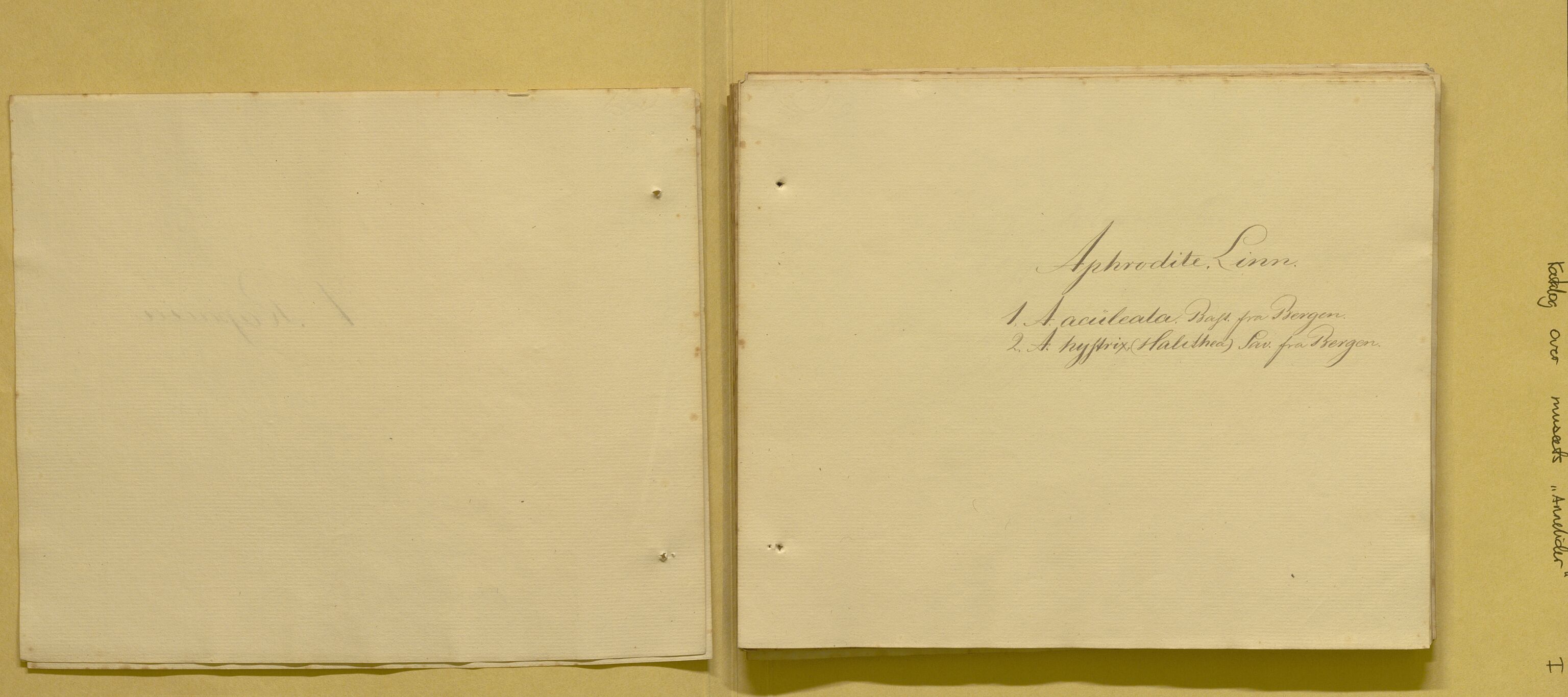 Bergens Museum, AV/SAB-A-17301/08/F/L0001: Fem udaterte kataloger fra 1800-tallet over leddormer, krepsdyr og fugler, 1825-1900, s. 4